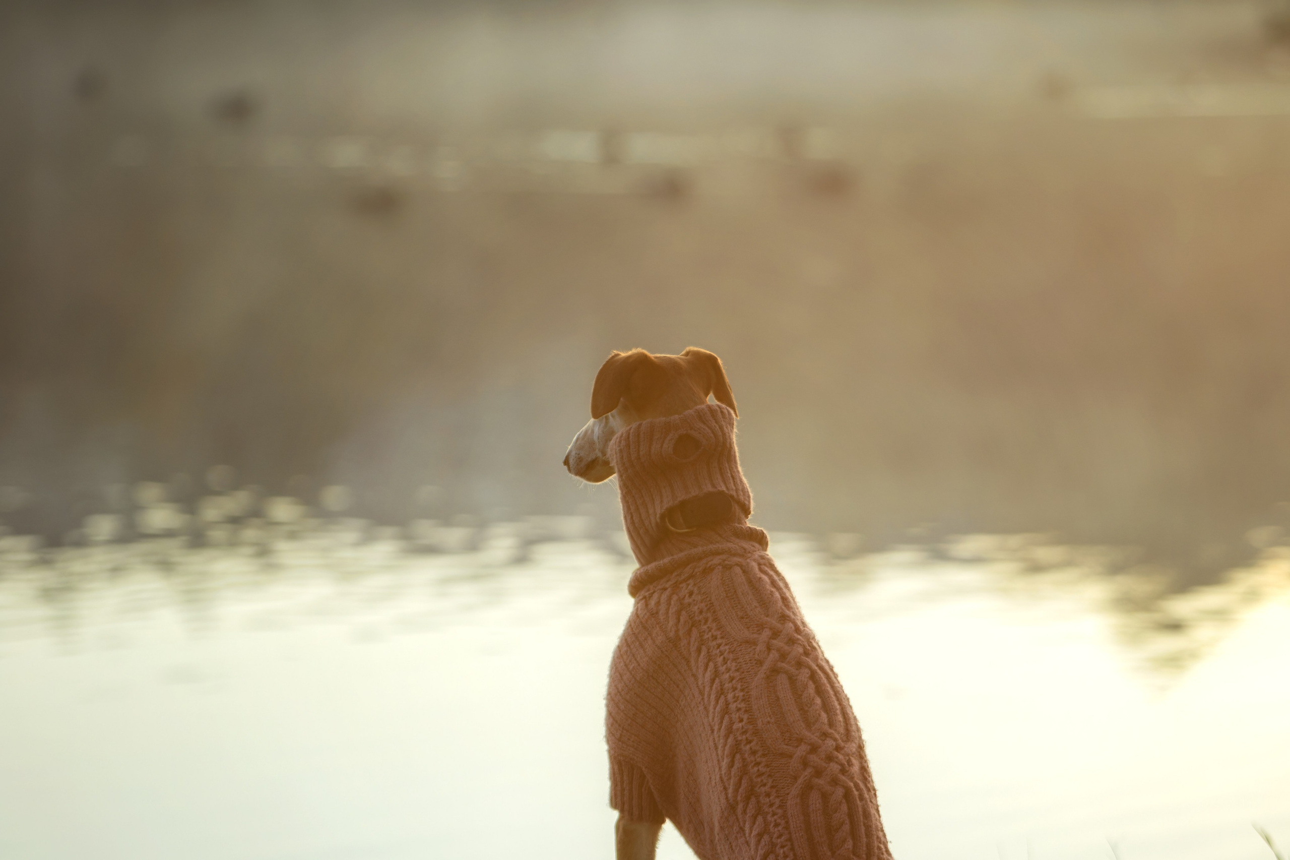 Осеннее утро с Мухой. Фотограф-анималист Юлия Зубкова