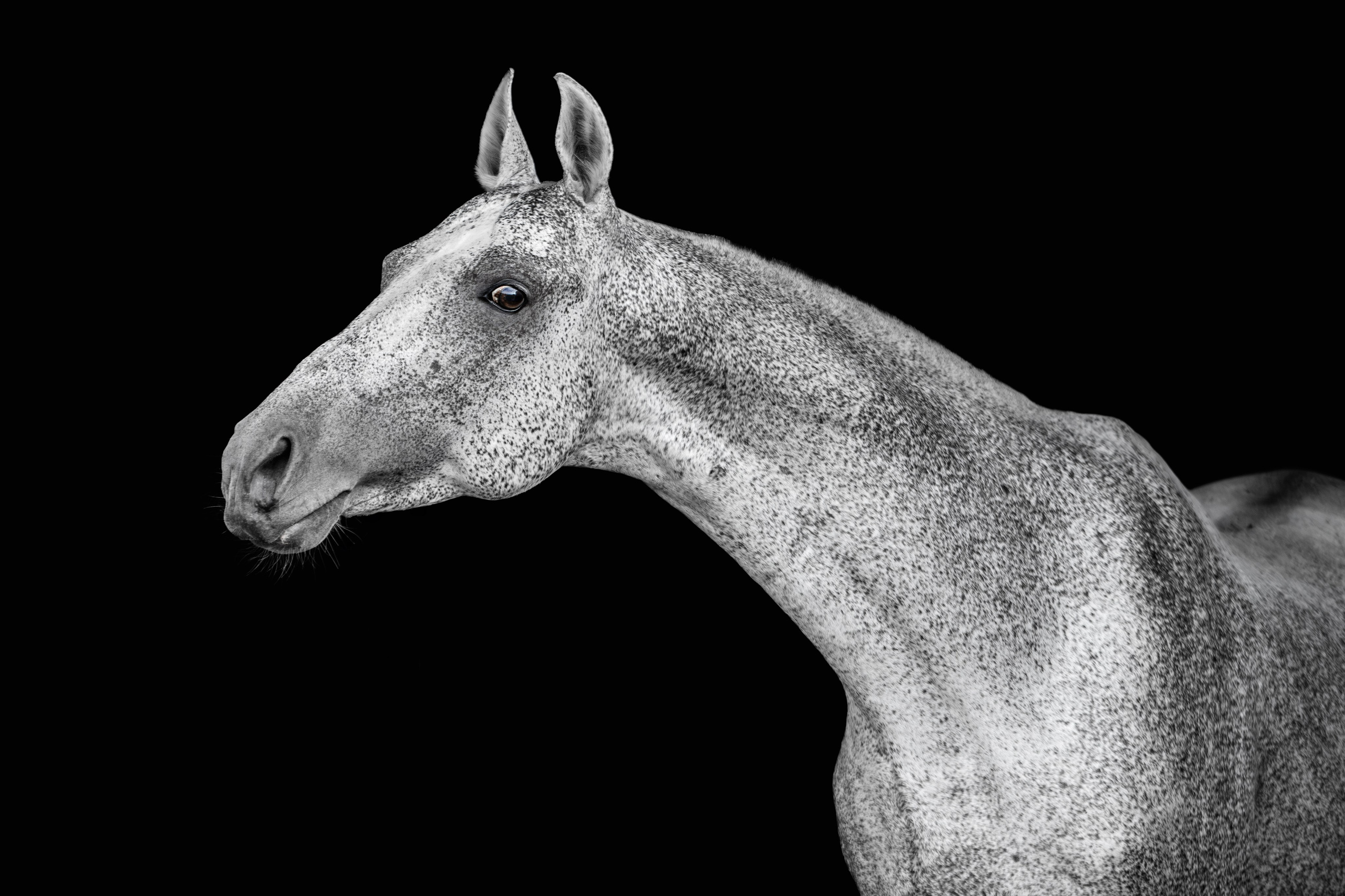 Лошади. Фотограф-анималист Юлия Зубкова