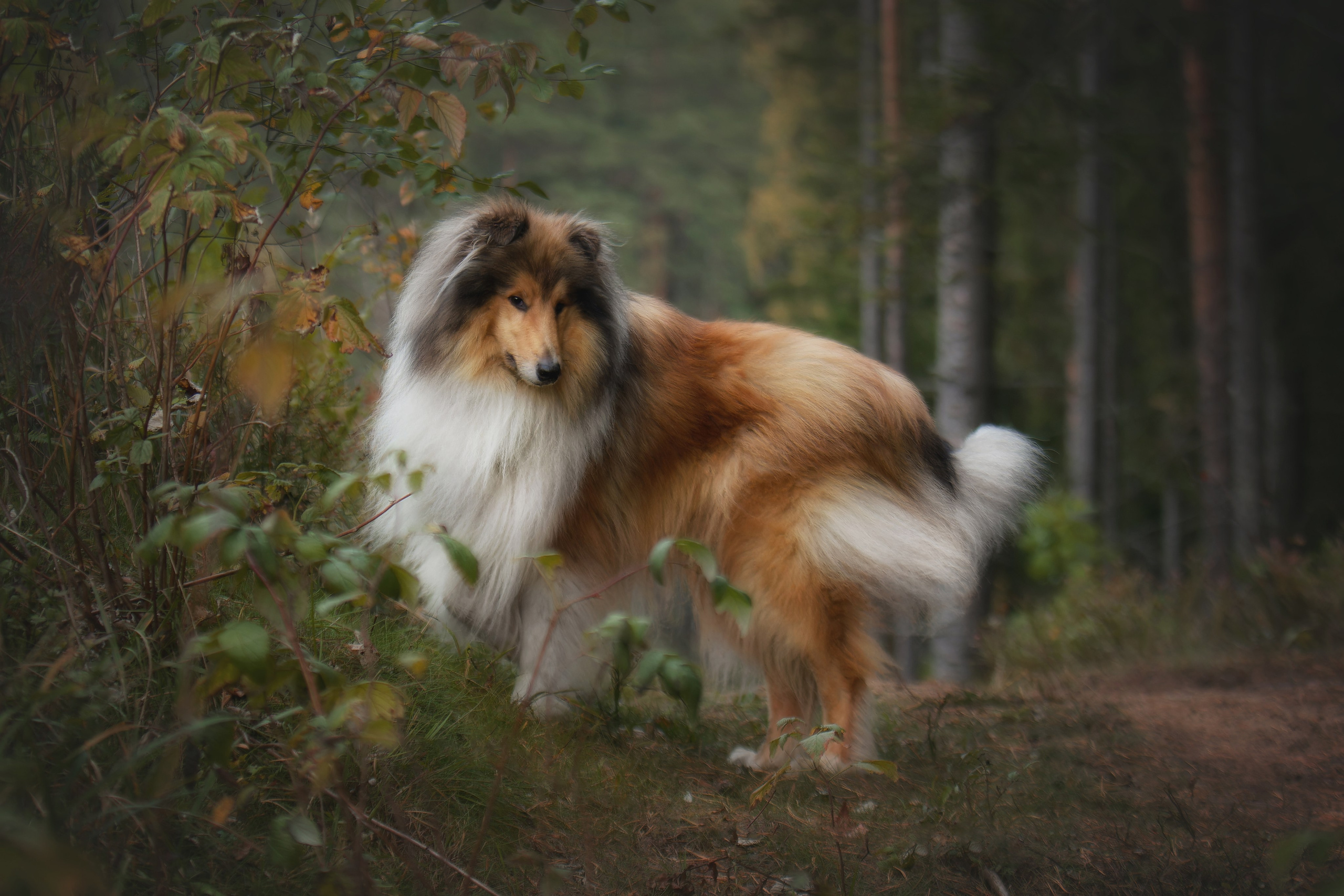 Фотограф-анималист Юлия Зубкова