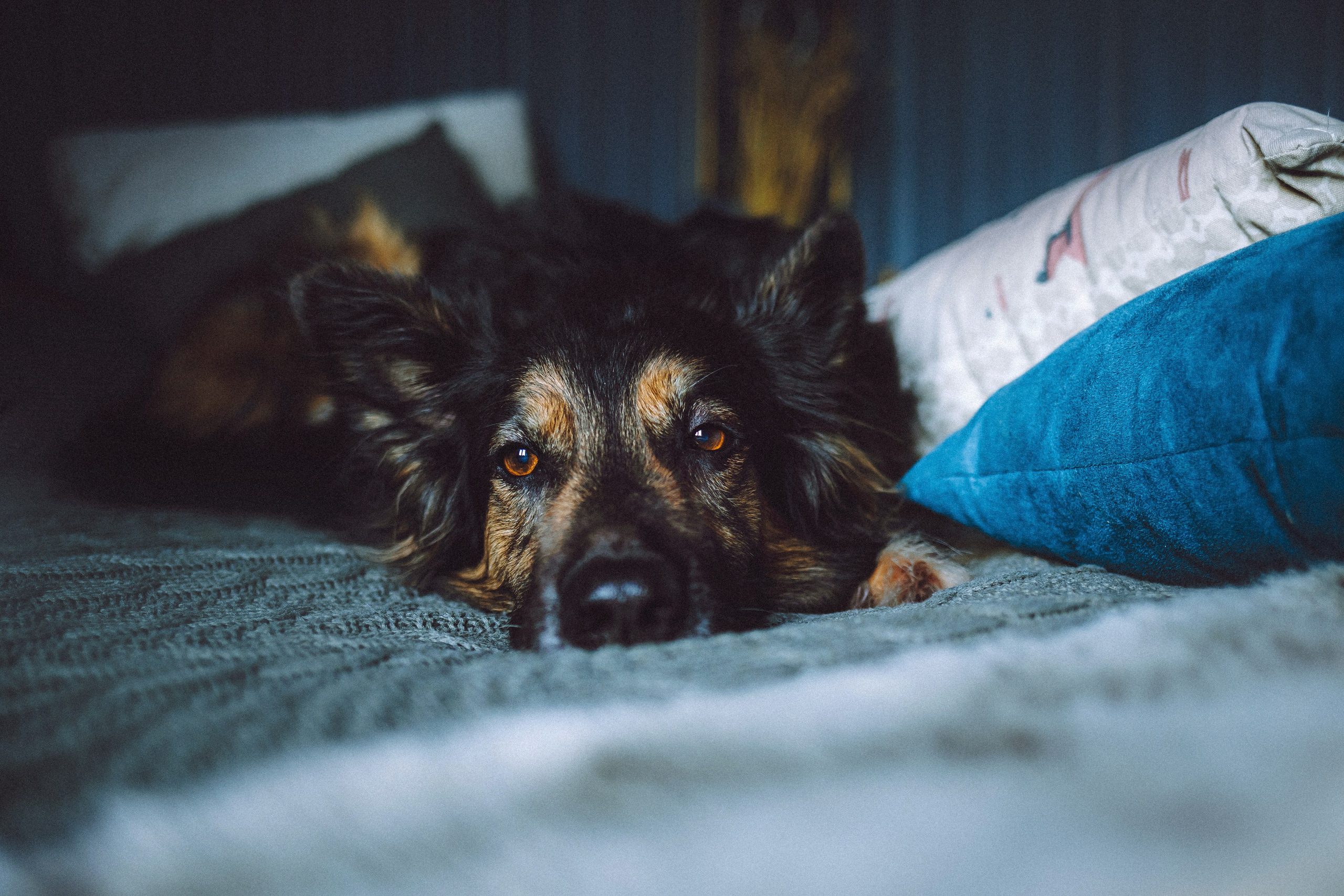 Плюш, Айса и их семья