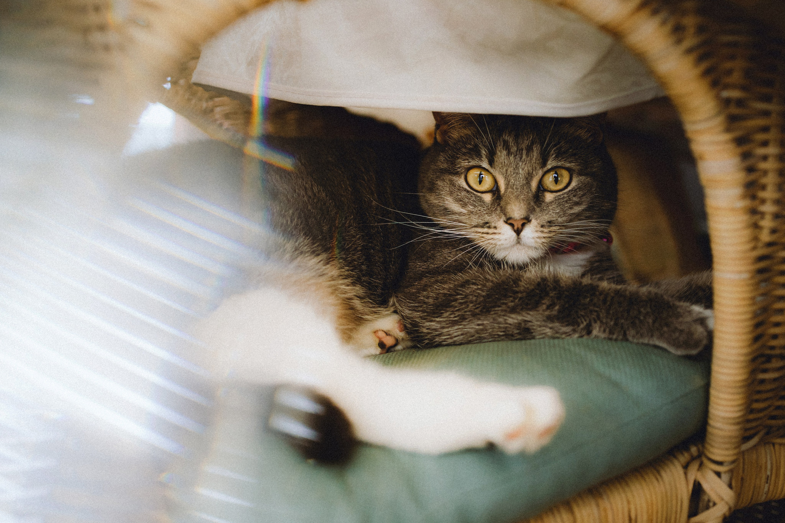 Леброн, Муся и их семья