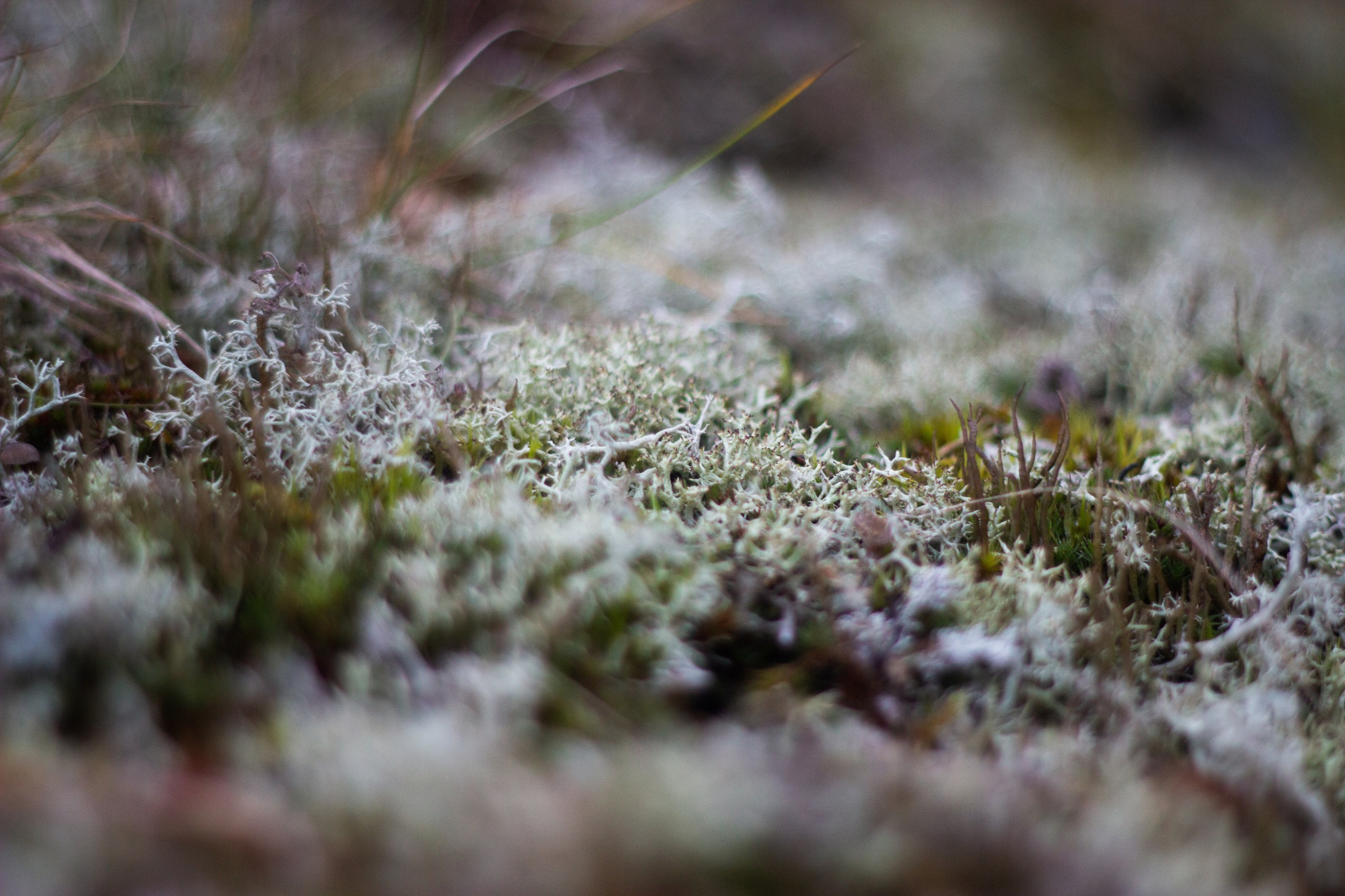 Станция Собь. Фотограф Екатерина Зорина