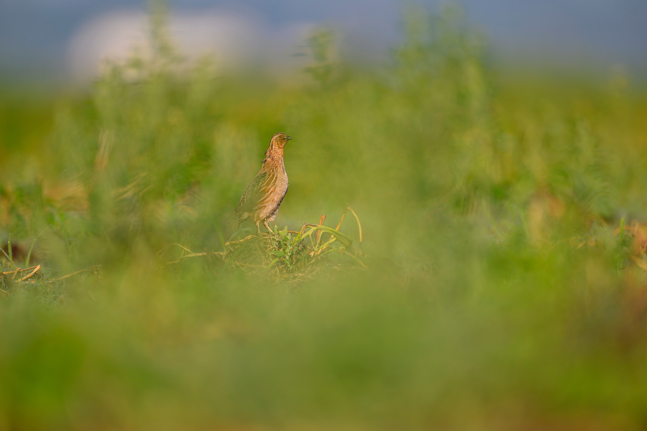 Перепела часть V. Wildlife photography by Sergey Puponin