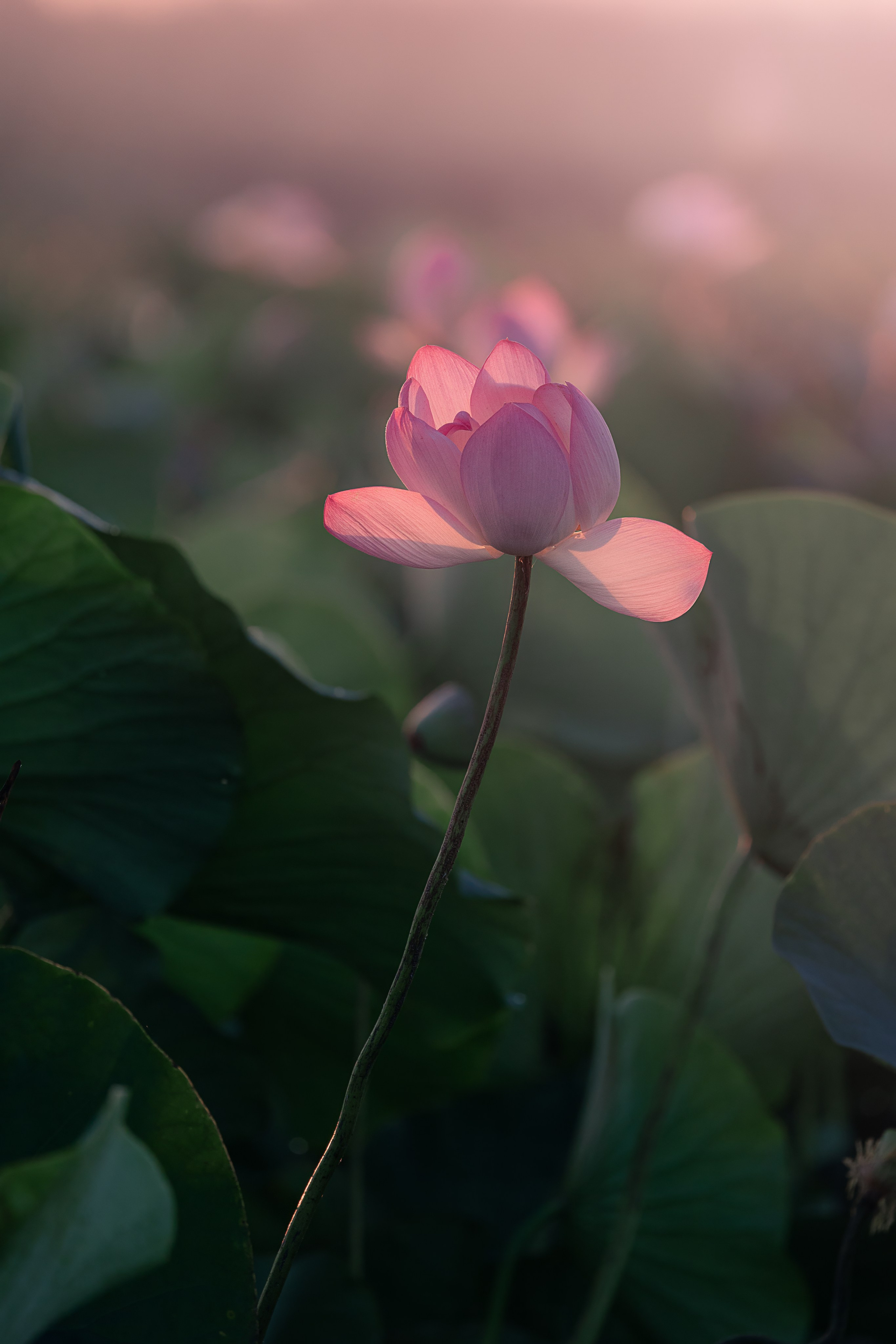 Астраханская область 2025 | Фотограф Дмитрий Купрацевич. Дмитрий Купрацевич профессиональный пейзажный и travel-фотограф