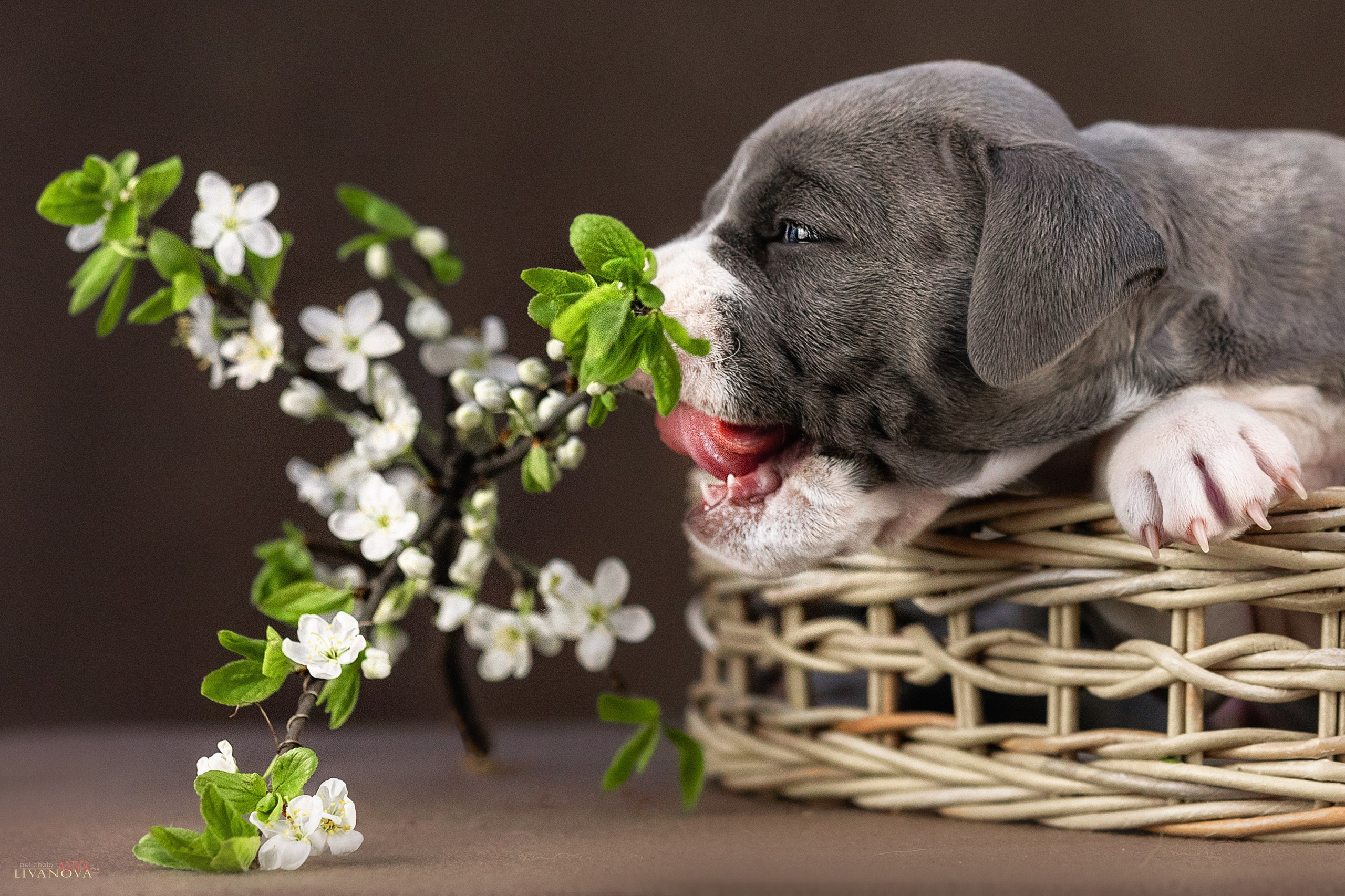 Стаффики. Фотограф анималист Аня Ливанова | Рыбинск