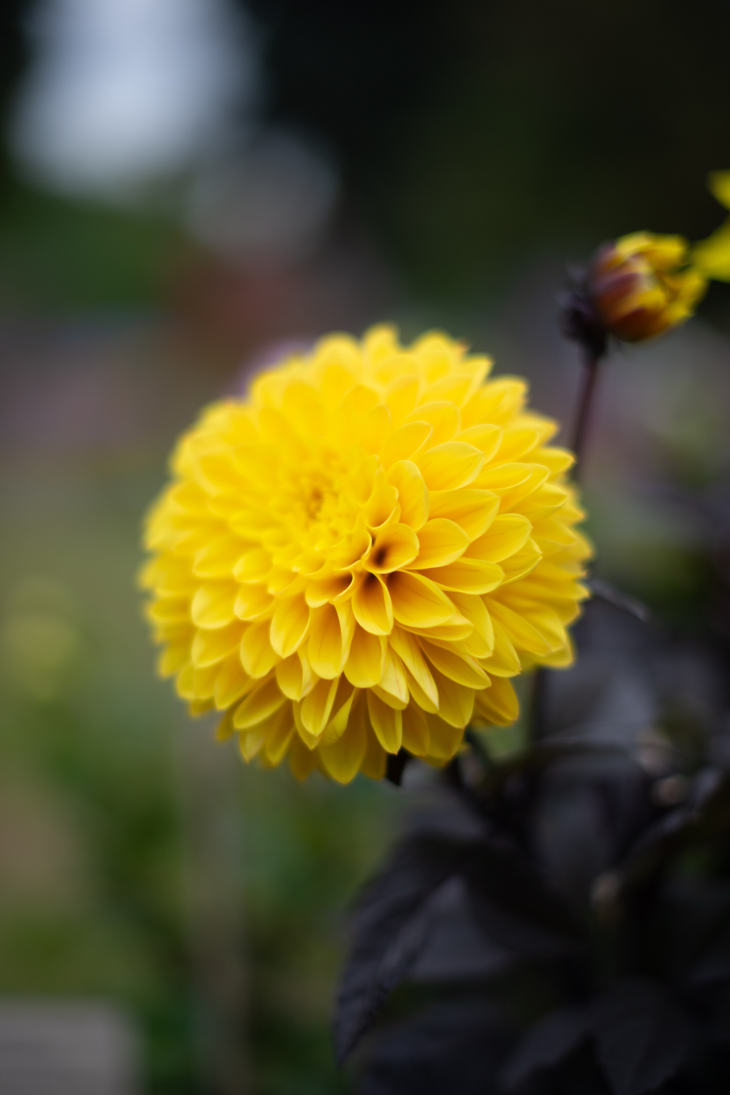 Цветы сада МГУ. Victoria Radjevna Репортажный Фотограф — Видеограф Москва • Санкт-Петербург