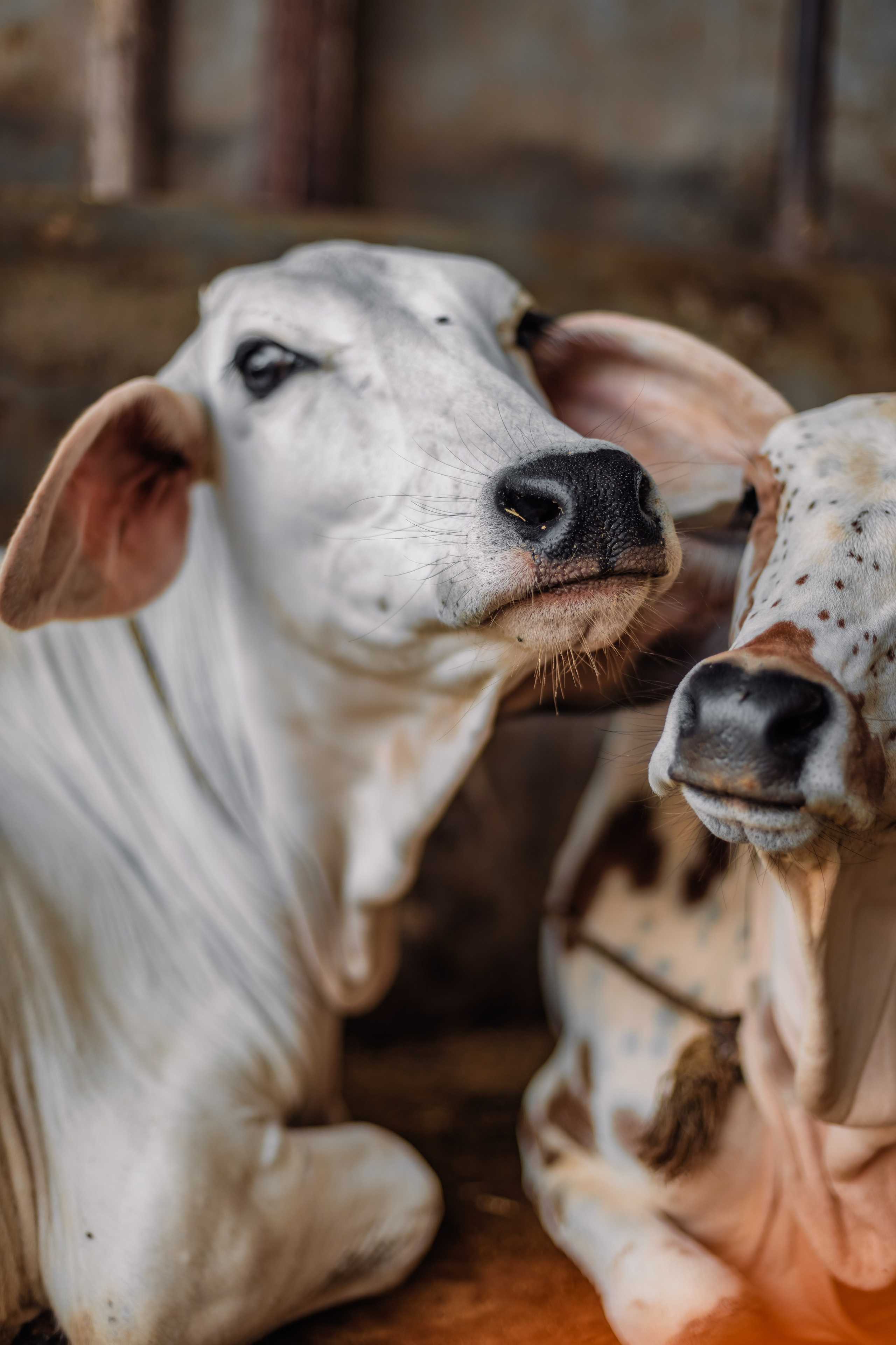 Devraha baba ji ashram life 2025. Mariam Bagdasaryan