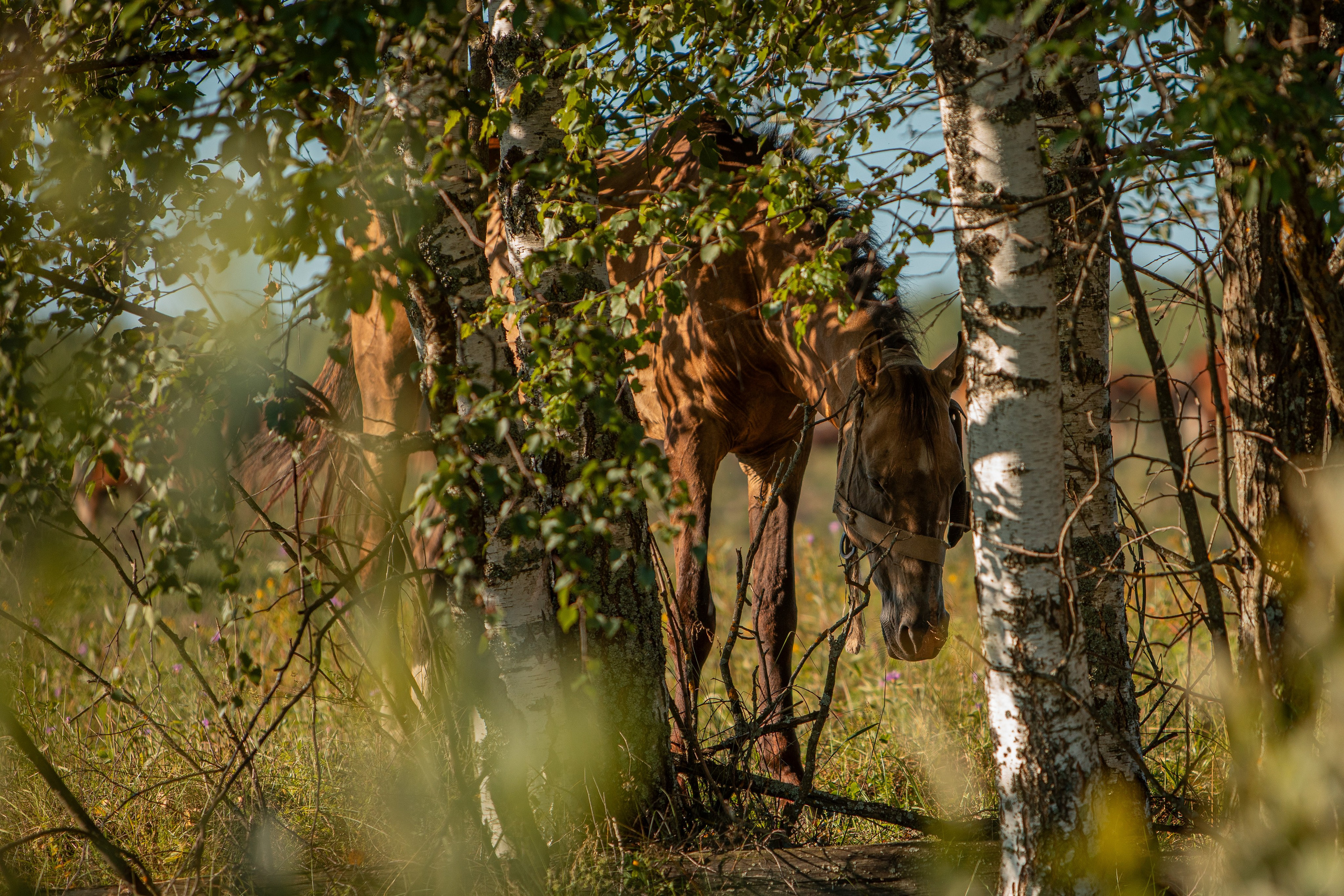 Село Тимирязево, Лухский район. Фотограф Сергей Ловкий