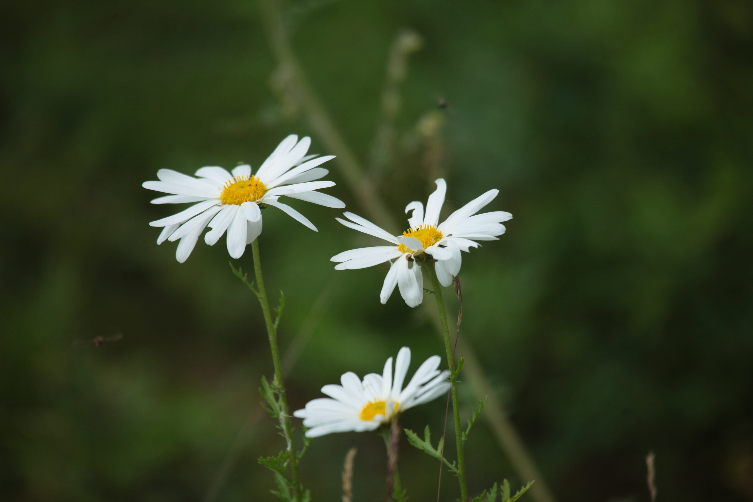 Фото Природы Забайкалья. Студия Максима Белослюдцева