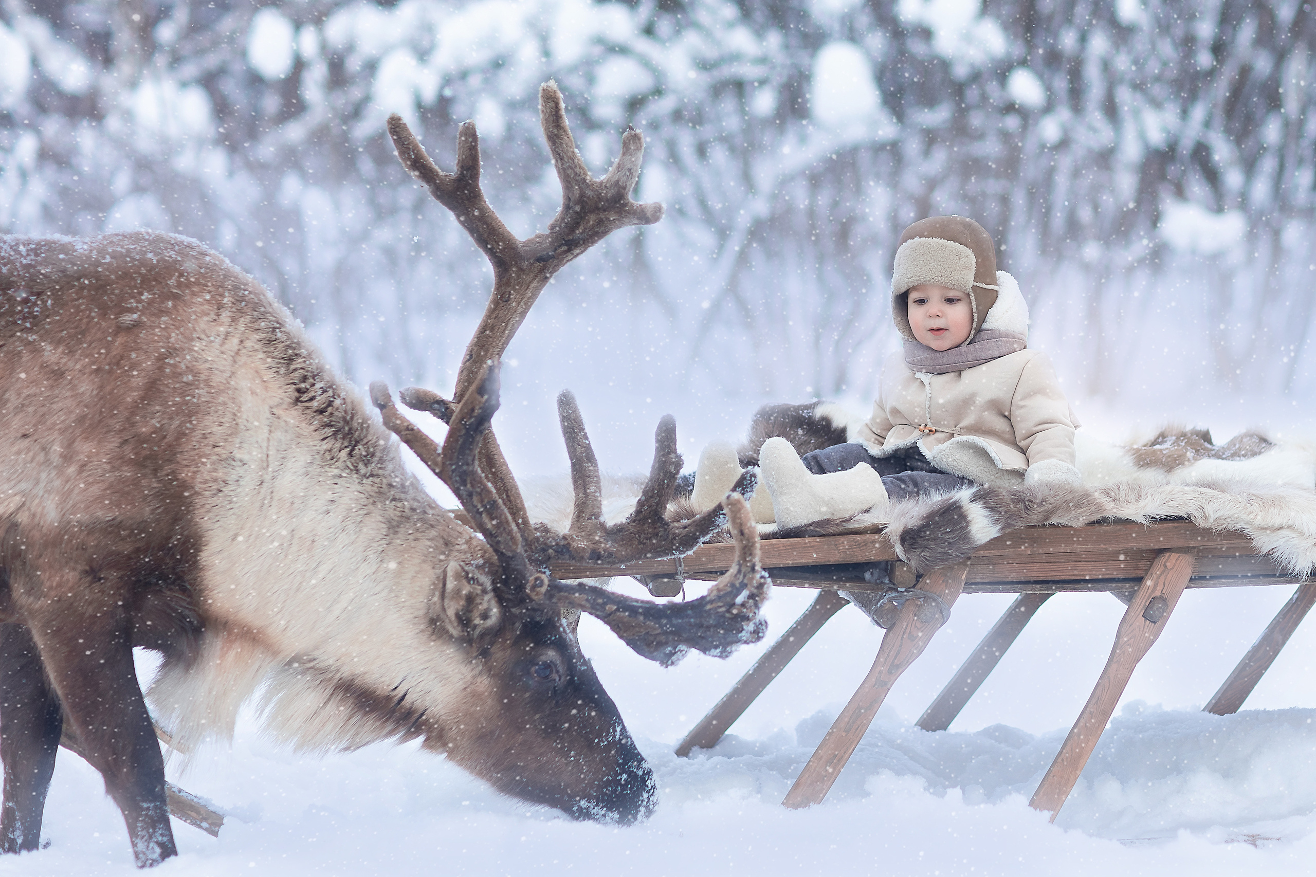 Фотосессии с оленями. Фотограф Лия Милк | Москва, Подмосковье