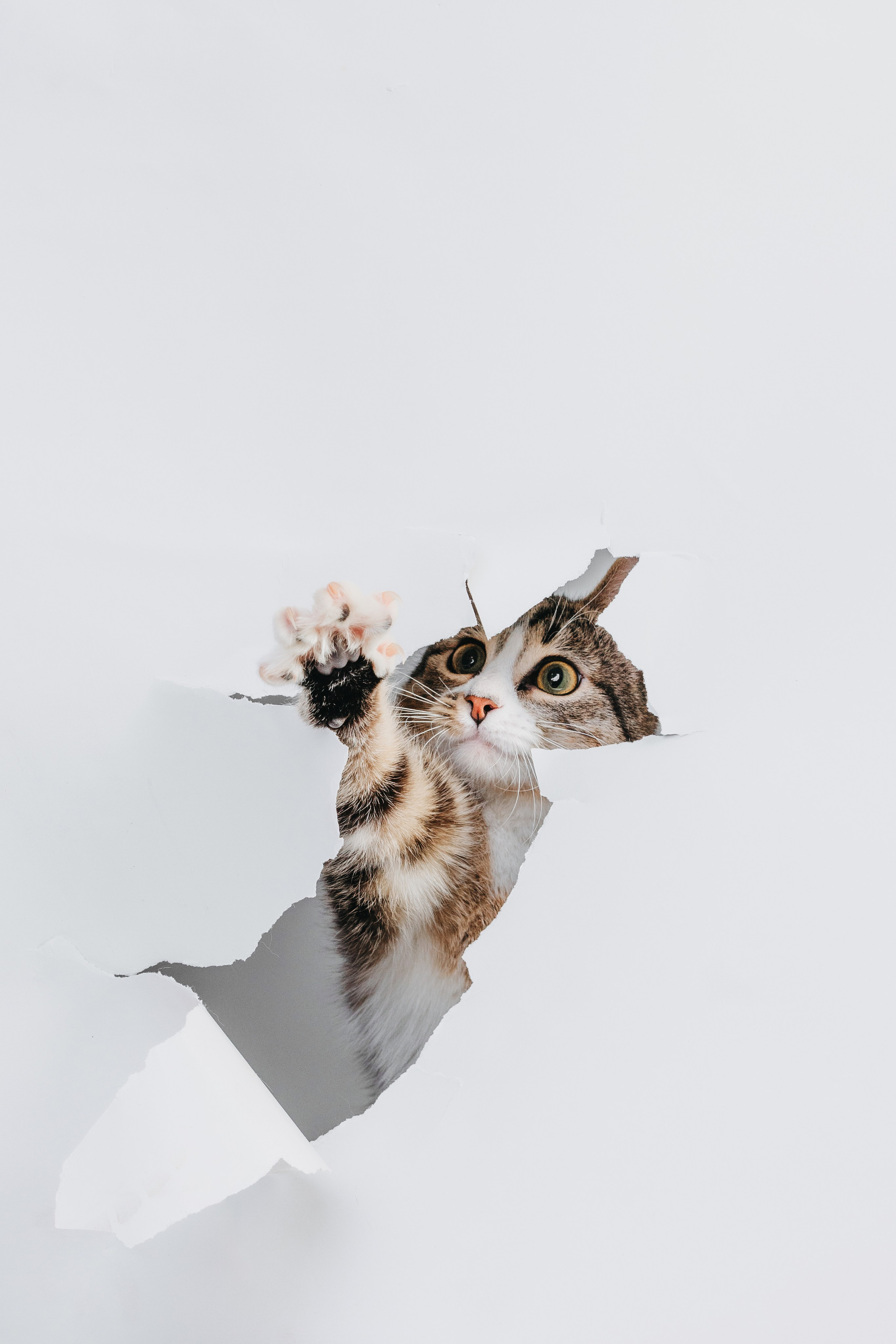 Коты Сет и Квентин. Фотограф анималист Осипчикова Мария