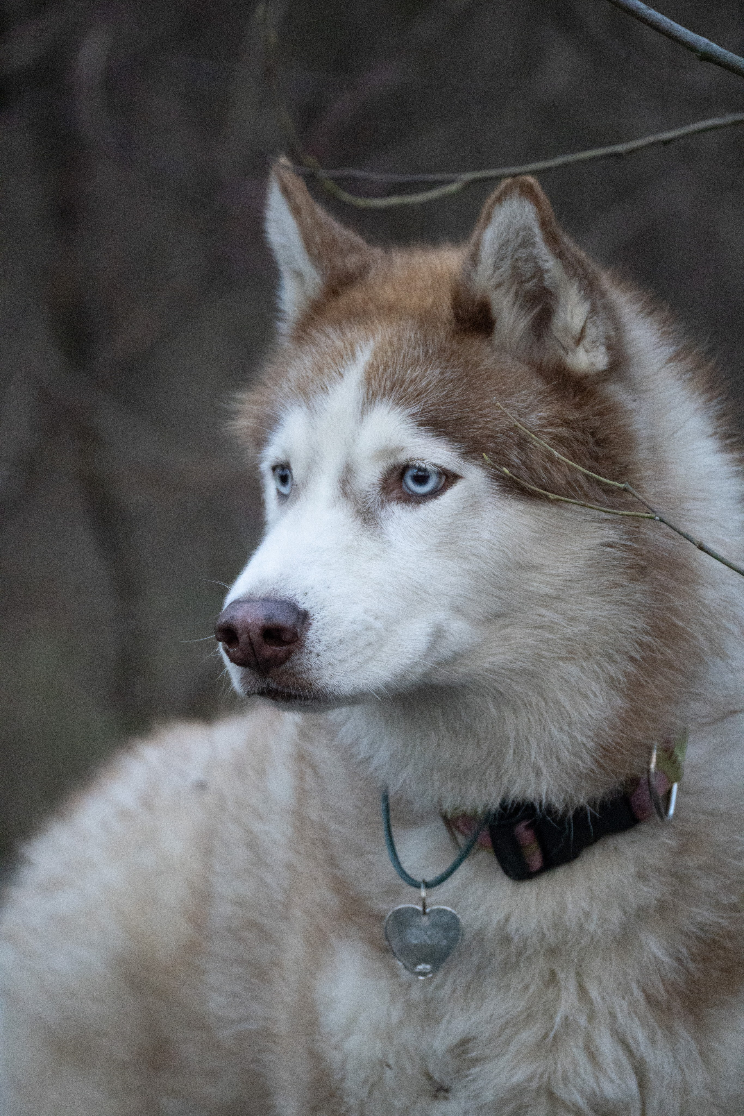 Ваши фотографии. Фотограф анималист Осипчикова Мария