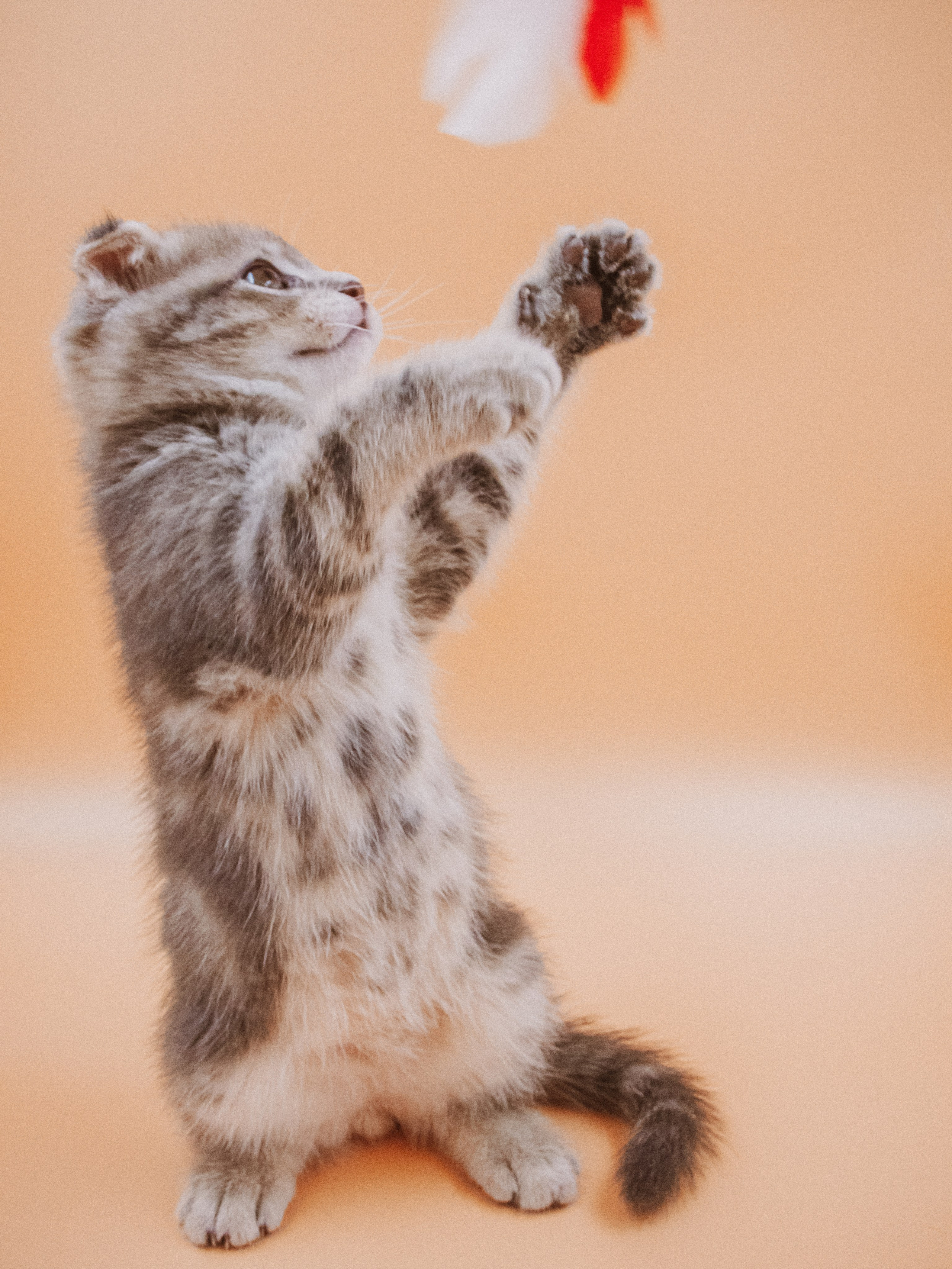 Съемка ЖИВОТНЫХ. VSolo — ваш EVENT фотограф