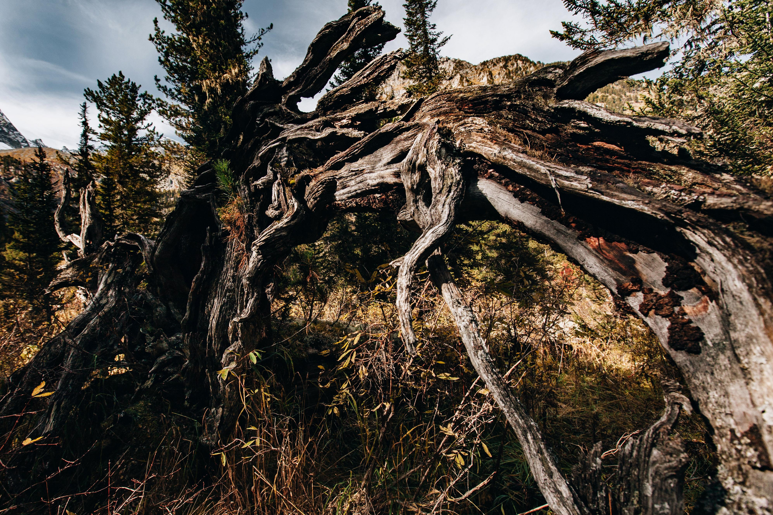 Altay. Photographer Konstantin Gribov