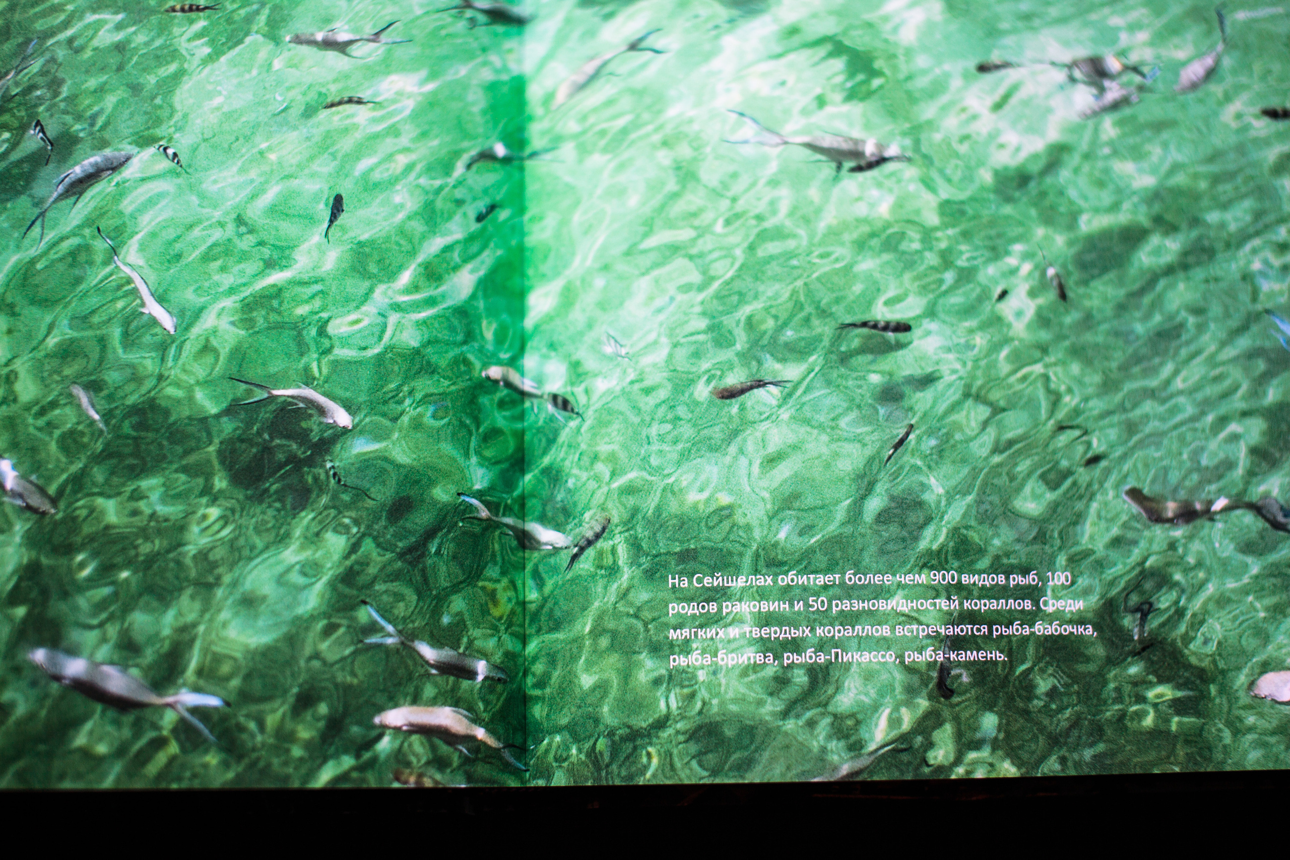 Сейшельская книга. Фотограф Константин Грибов в Москве