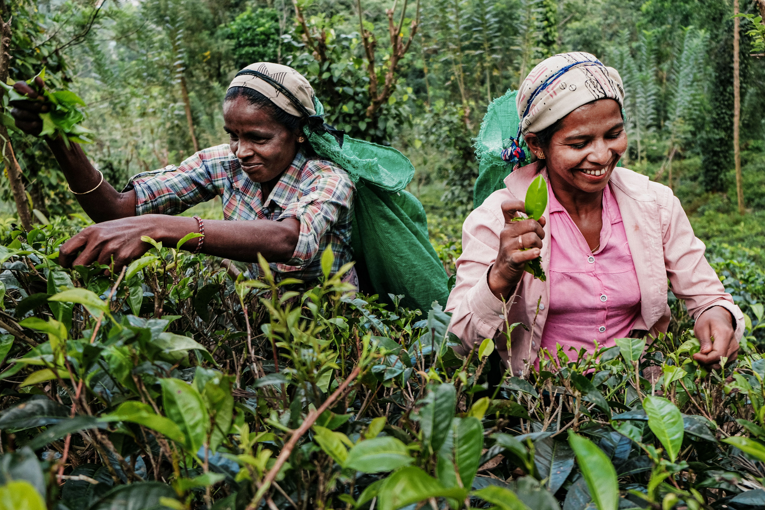 Sri Lanka. Photographer Konstantin Gribov