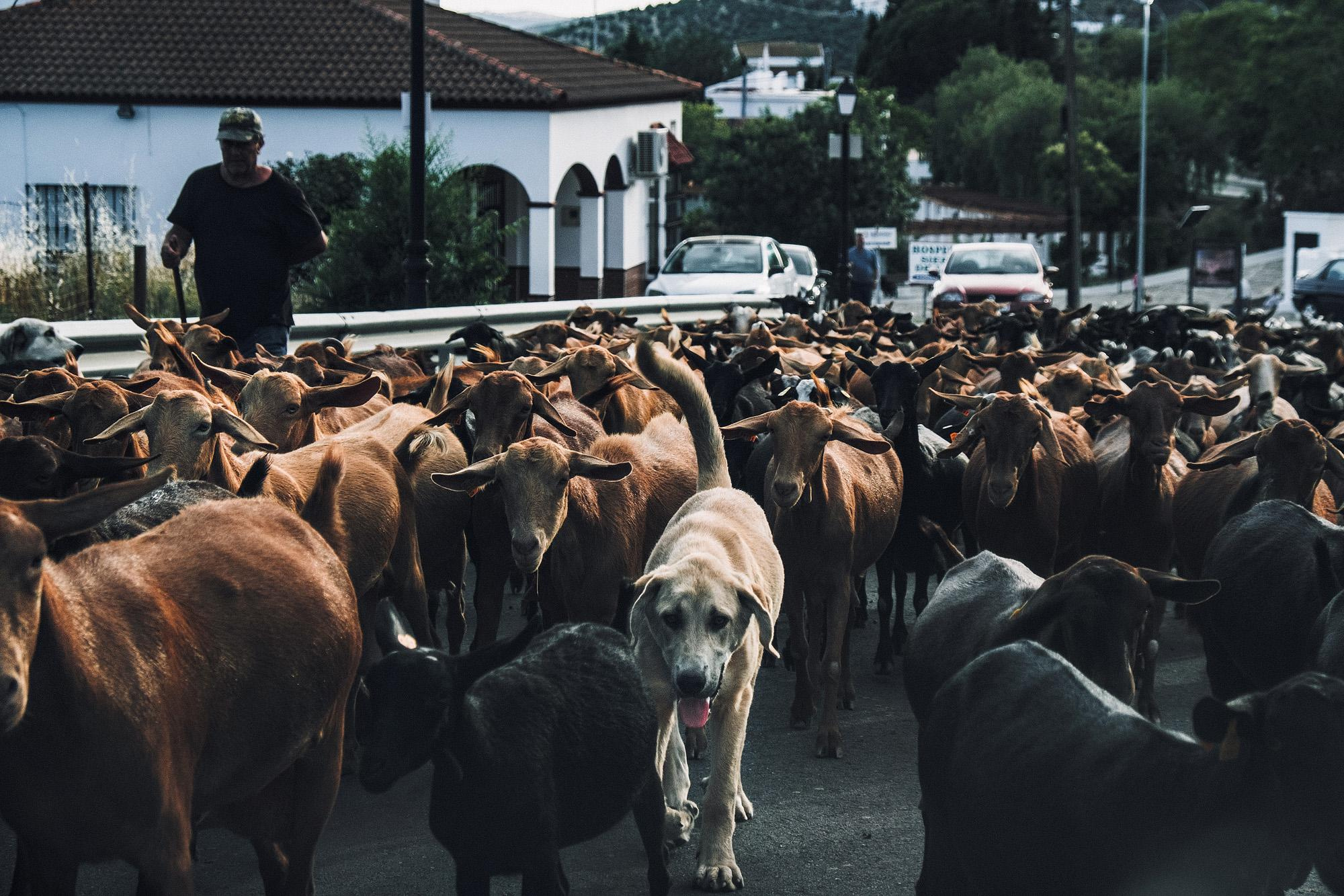 Andalucia. Photographer Konstantin Gribov