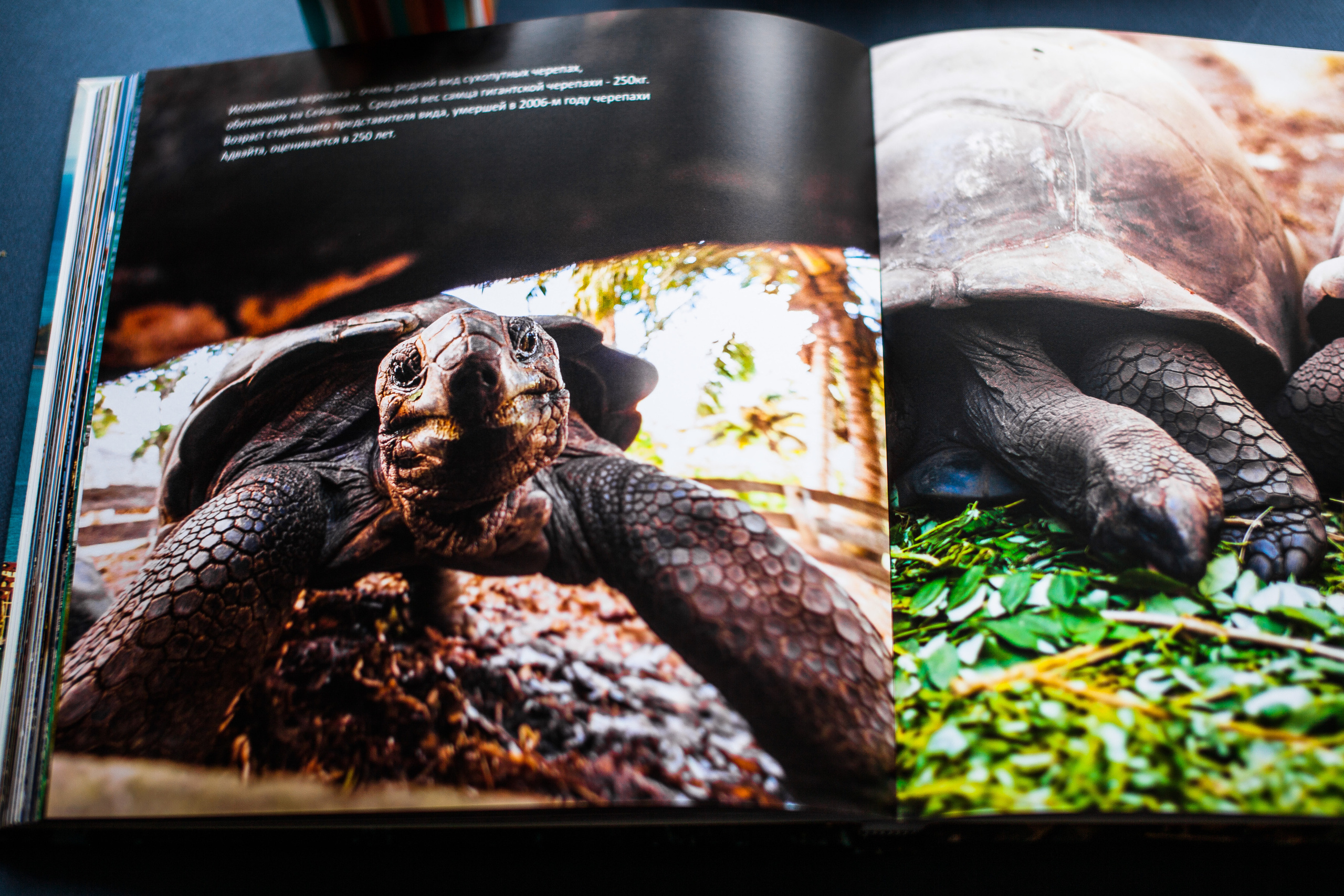 Сейшельская книга. Фотограф Константин Грибов в Москве