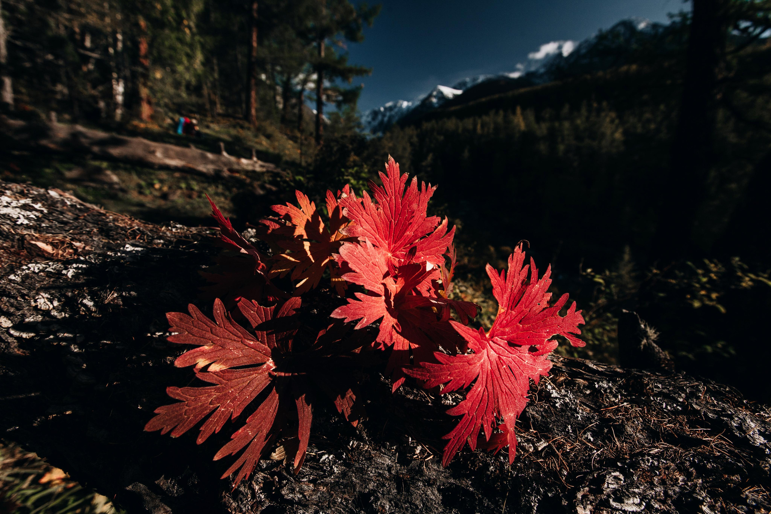 Altay. Photographer Konstantin Gribov