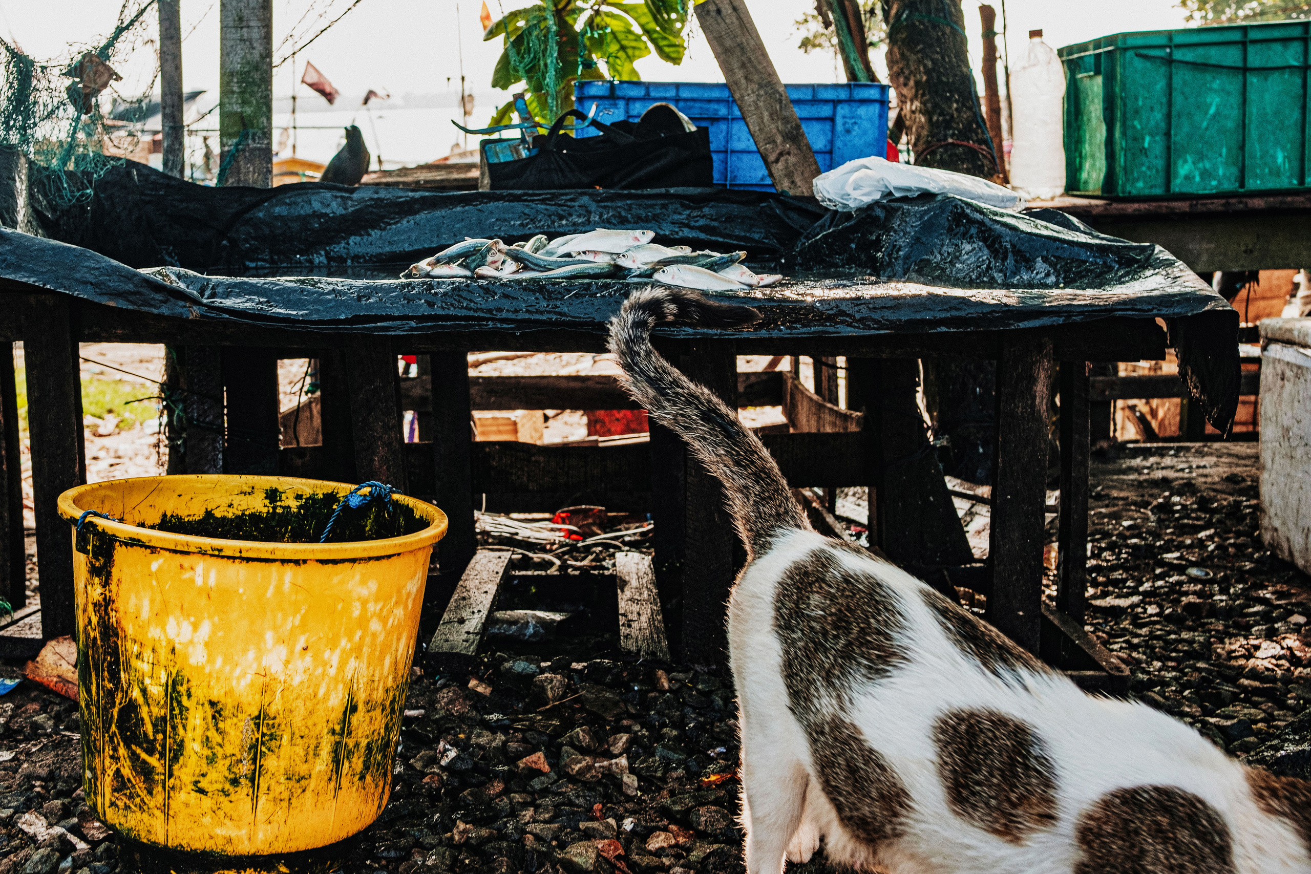 Sri Lanka. Photographer Konstantin Gribov