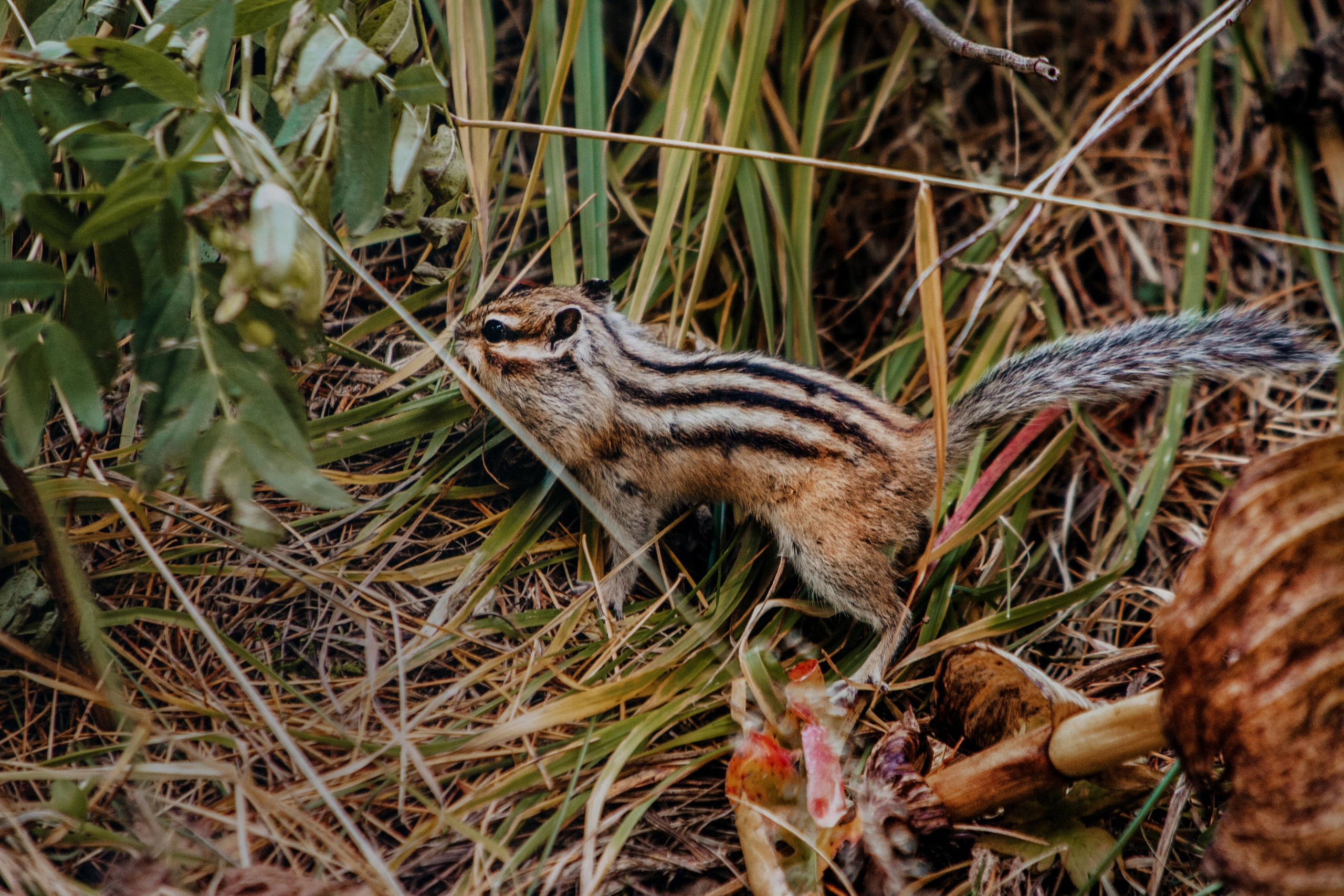 Altay. Photographer Konstantin Gribov