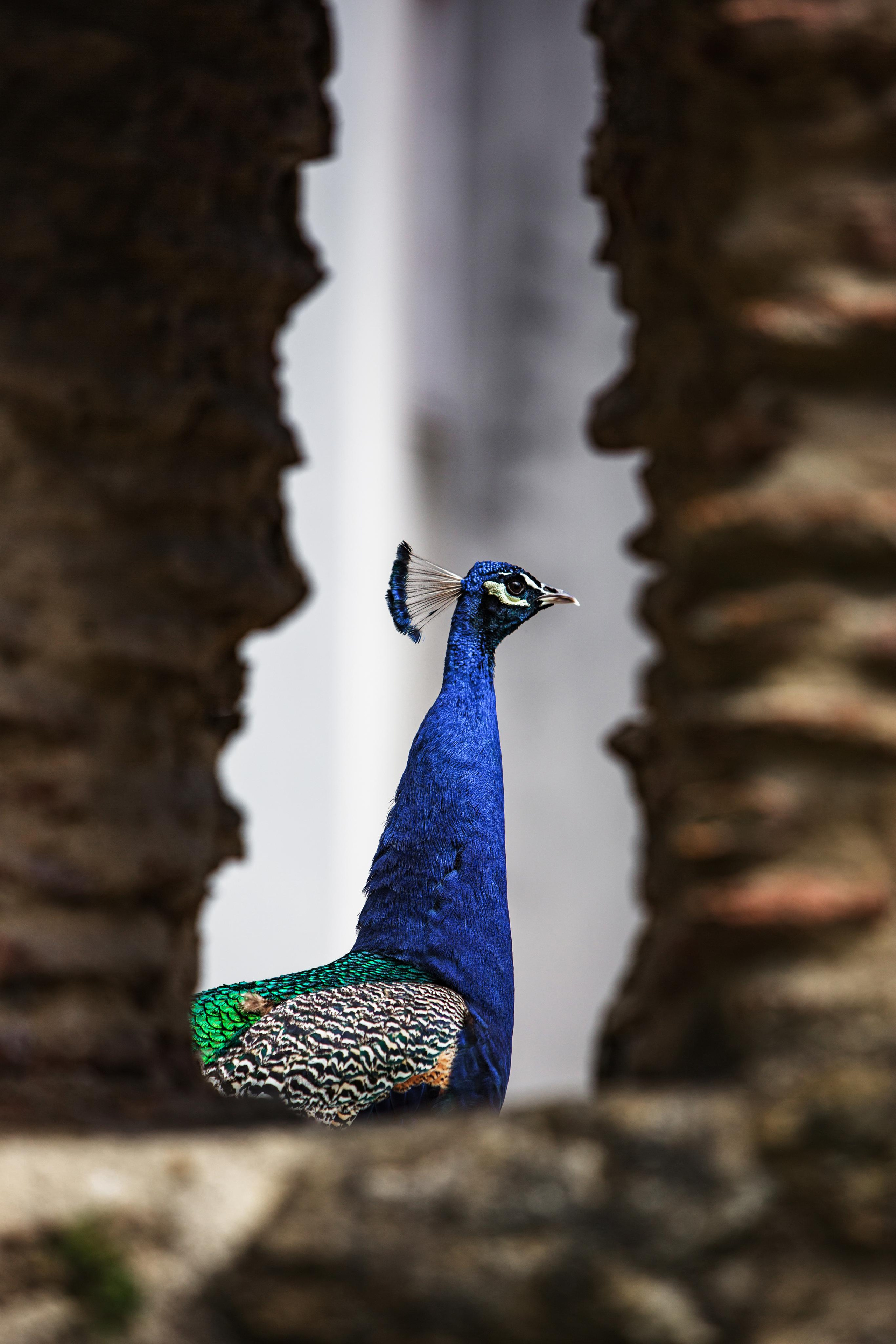 Portugal. Photographer Konstantin Gribov