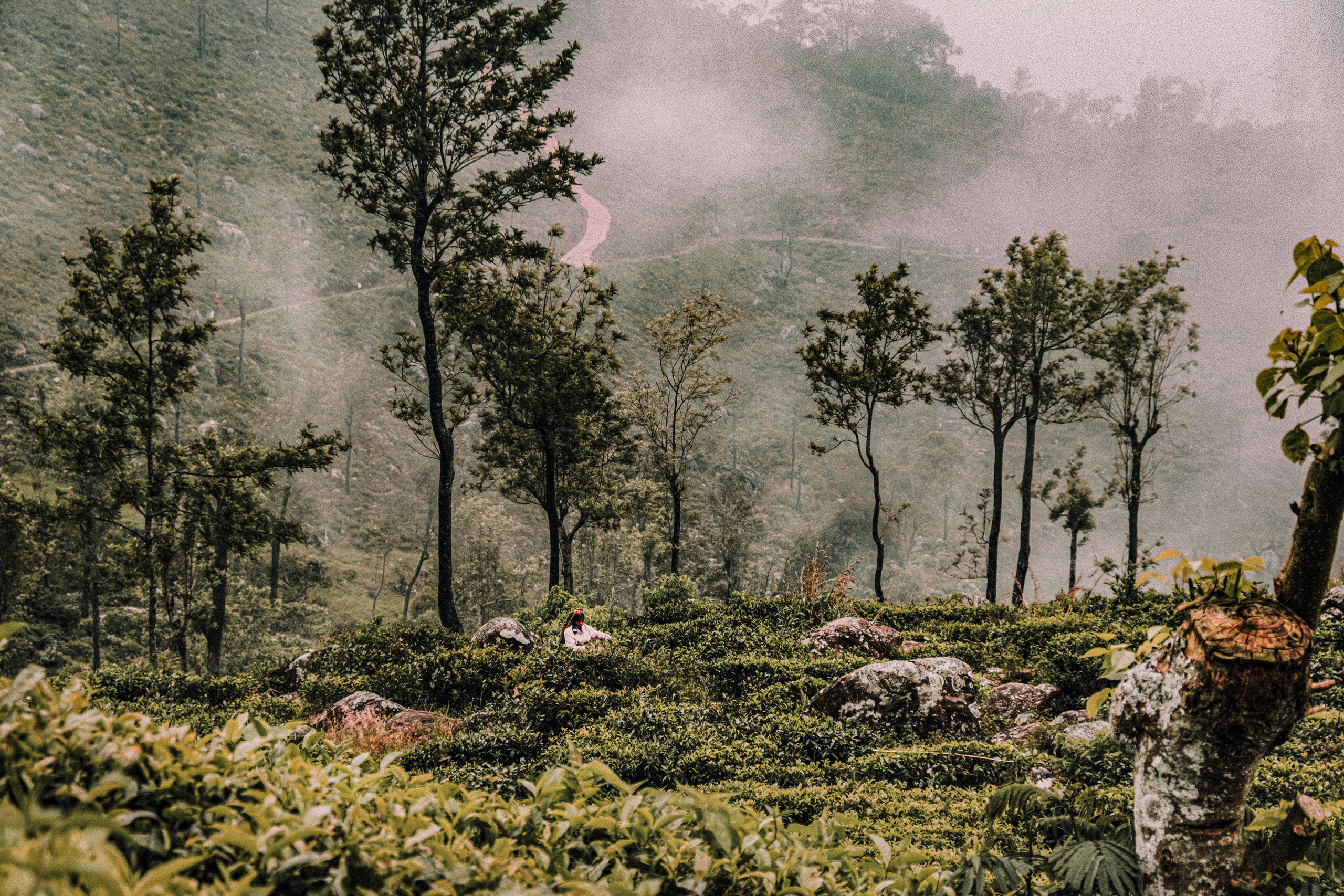 Sri Lanka. Photographer Konstantin Gribov