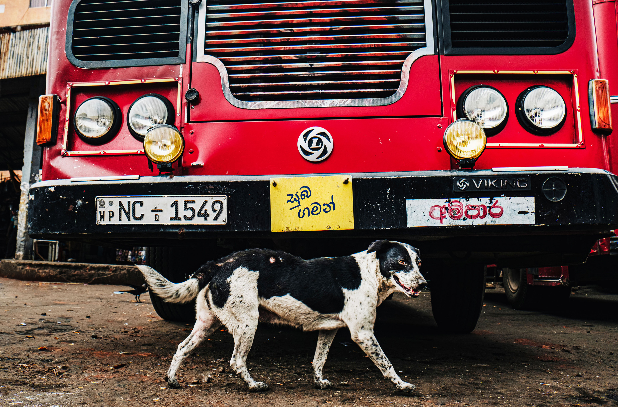 Sri Lanka. Photographer Konstantin Gribov