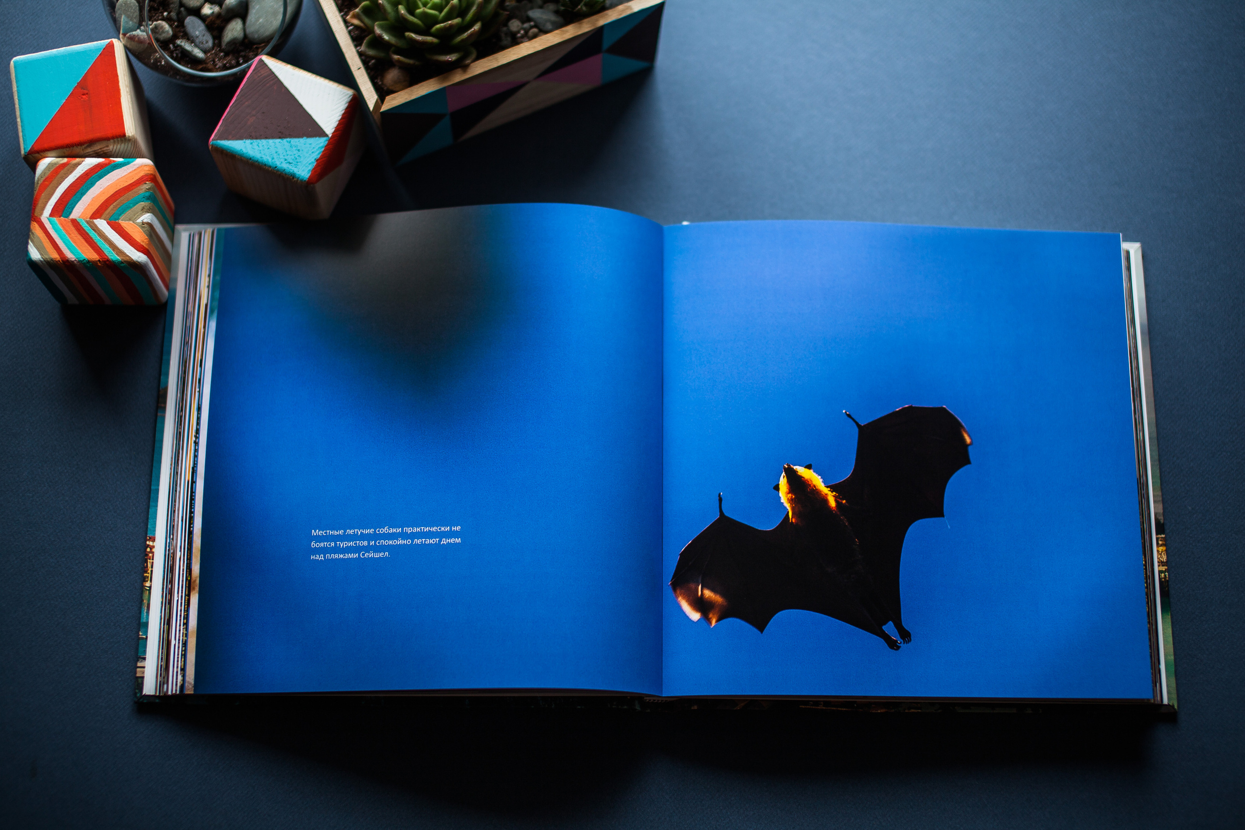 Сейшельская книга. Фотограф Константин Грибов в Москве