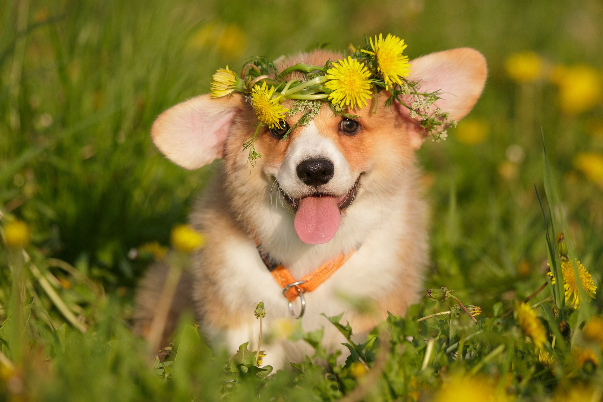 Фотосъёмки щенков. Фотограф-анималист Natalia Deingel | Фотосъемка собак в Москве