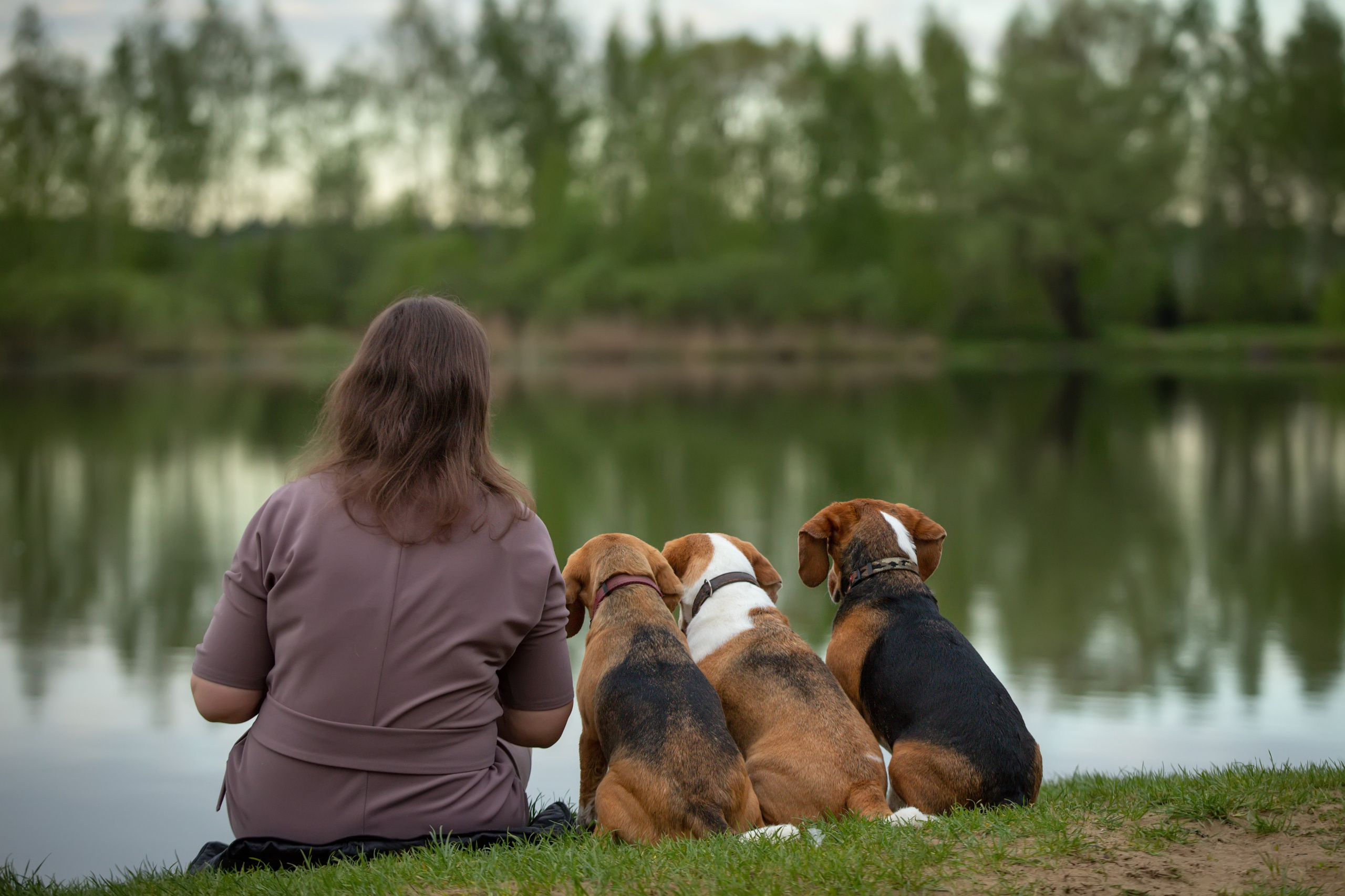 Бигли питомника КрисМэлл. Фотограф-анималист Natalia Deingel | Фотосъемка собак в Москве