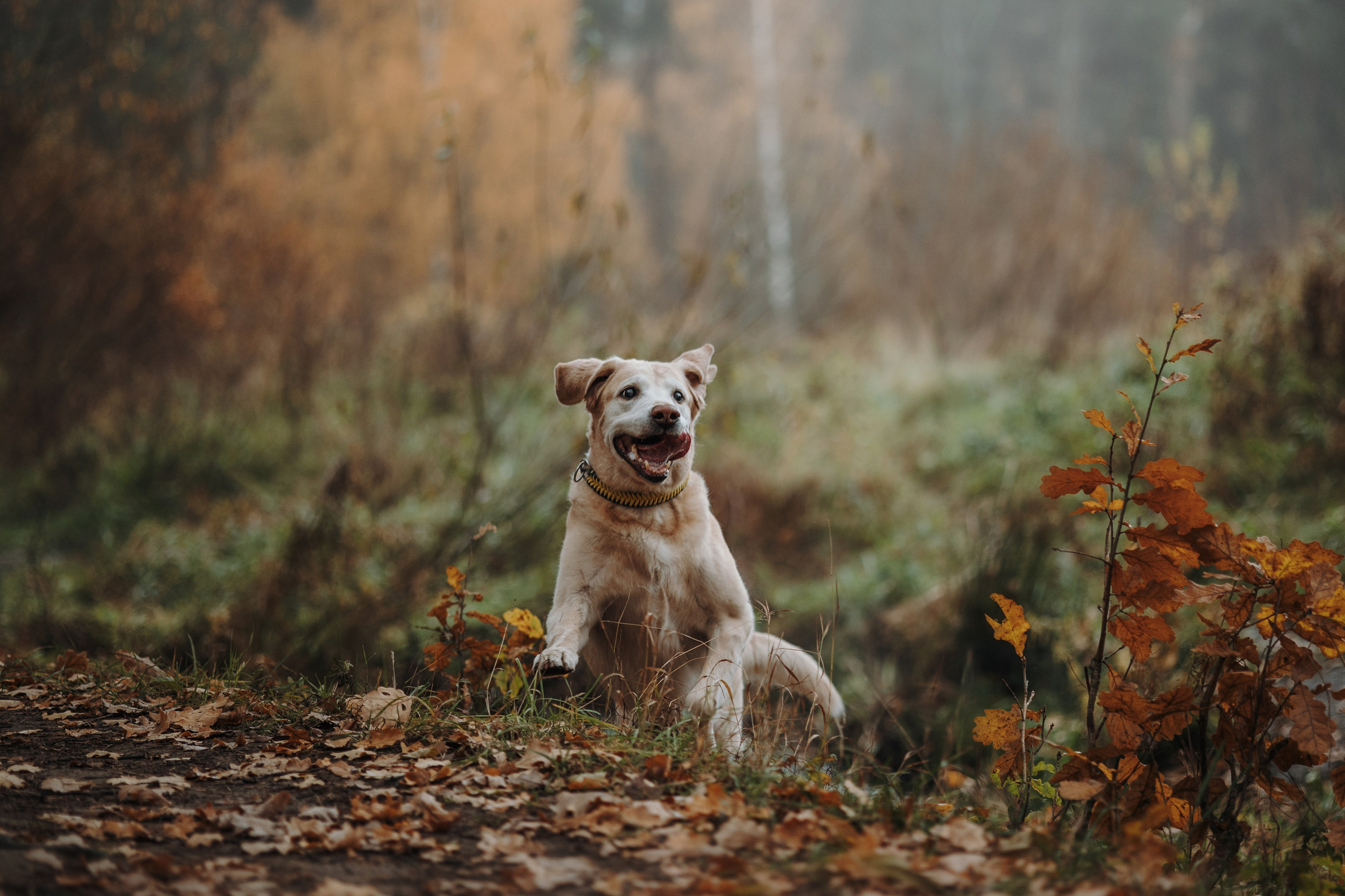 Оксана и Барон. Фотограф — Анималист | Санкт-Петербург