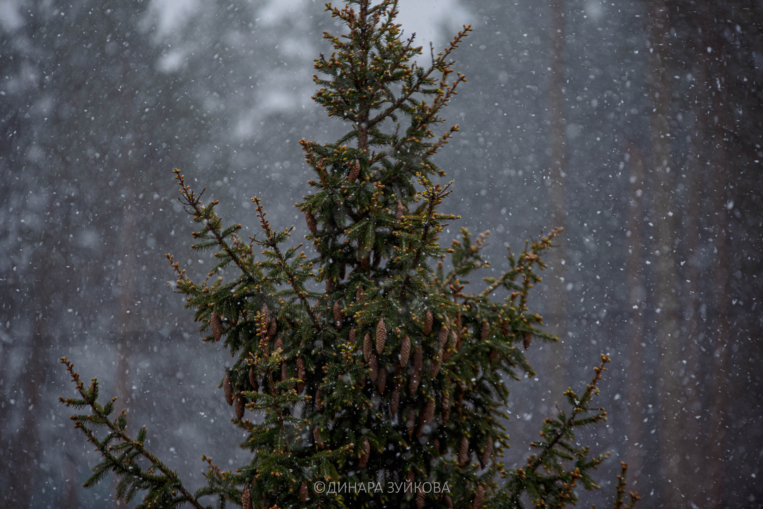 Природа. Мотофотограф в Нижнем Новгороде Динара Зуйкова