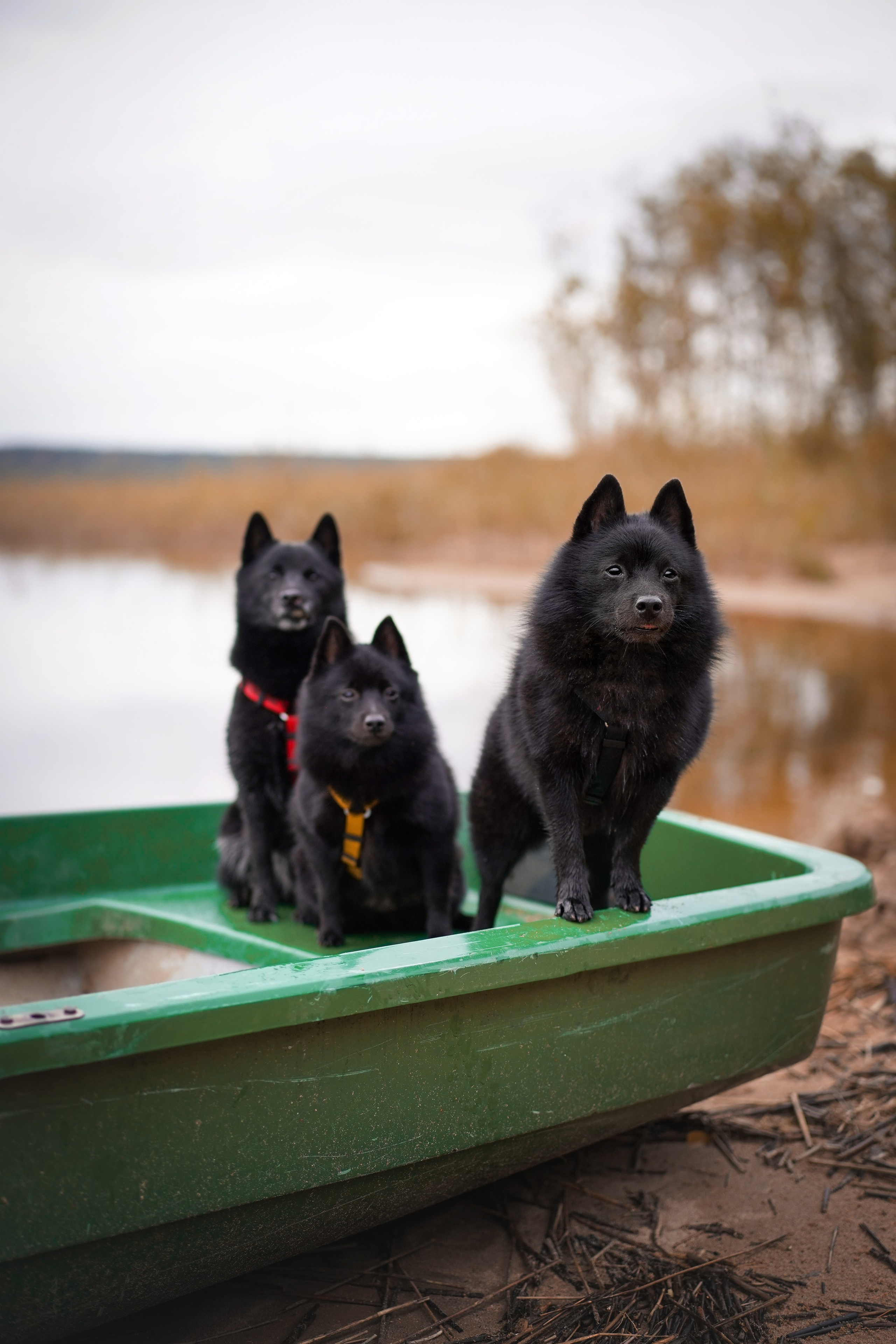 Аня Мишель Арчи и Майкл. Фотограф-анималист в Санкт-Петербурге Яна Мартынова