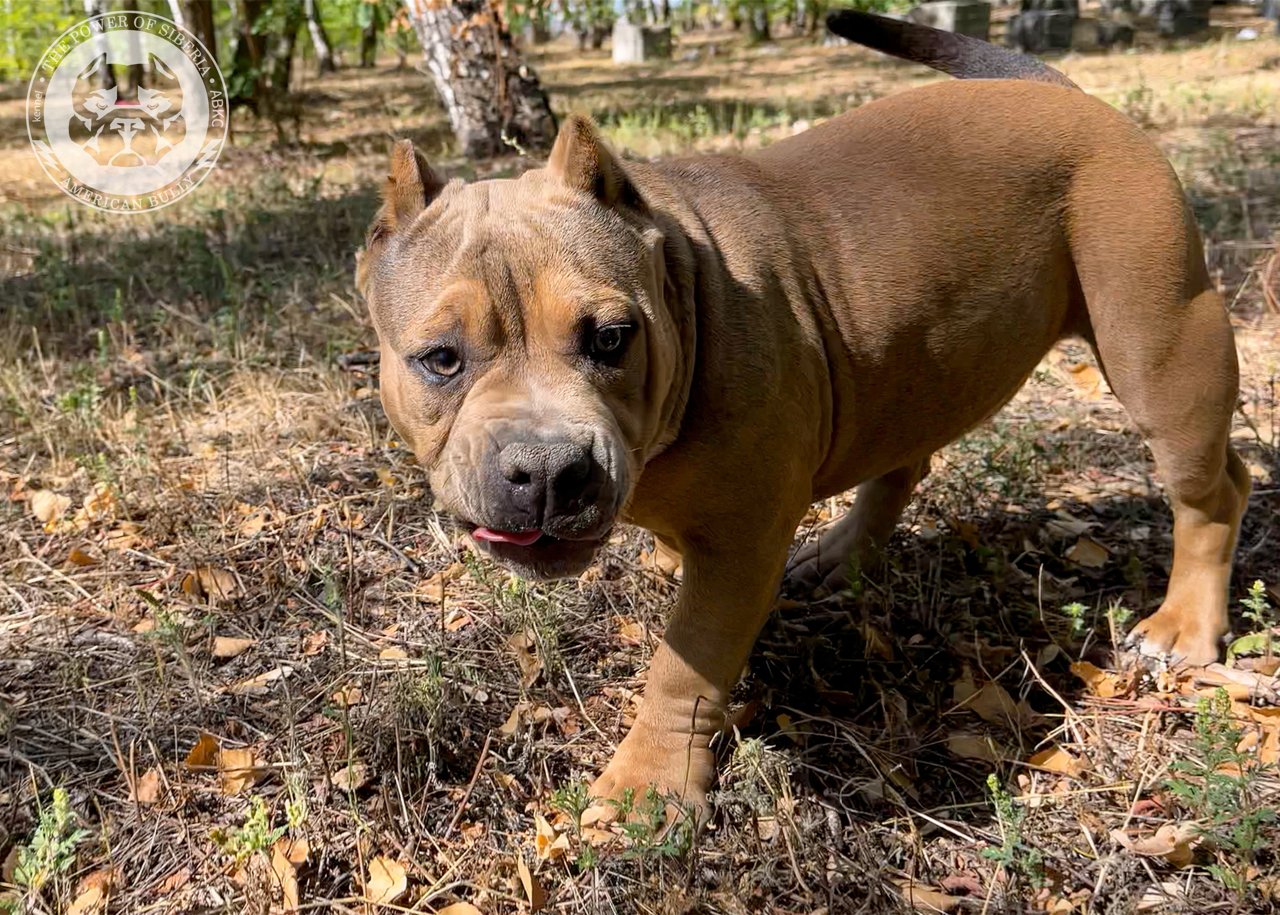 Помет Каспер и Тагира. 21.04.25. Американский Булли в г. Ростов-на-Дону. Питомник THE POWER OF SIBERIA