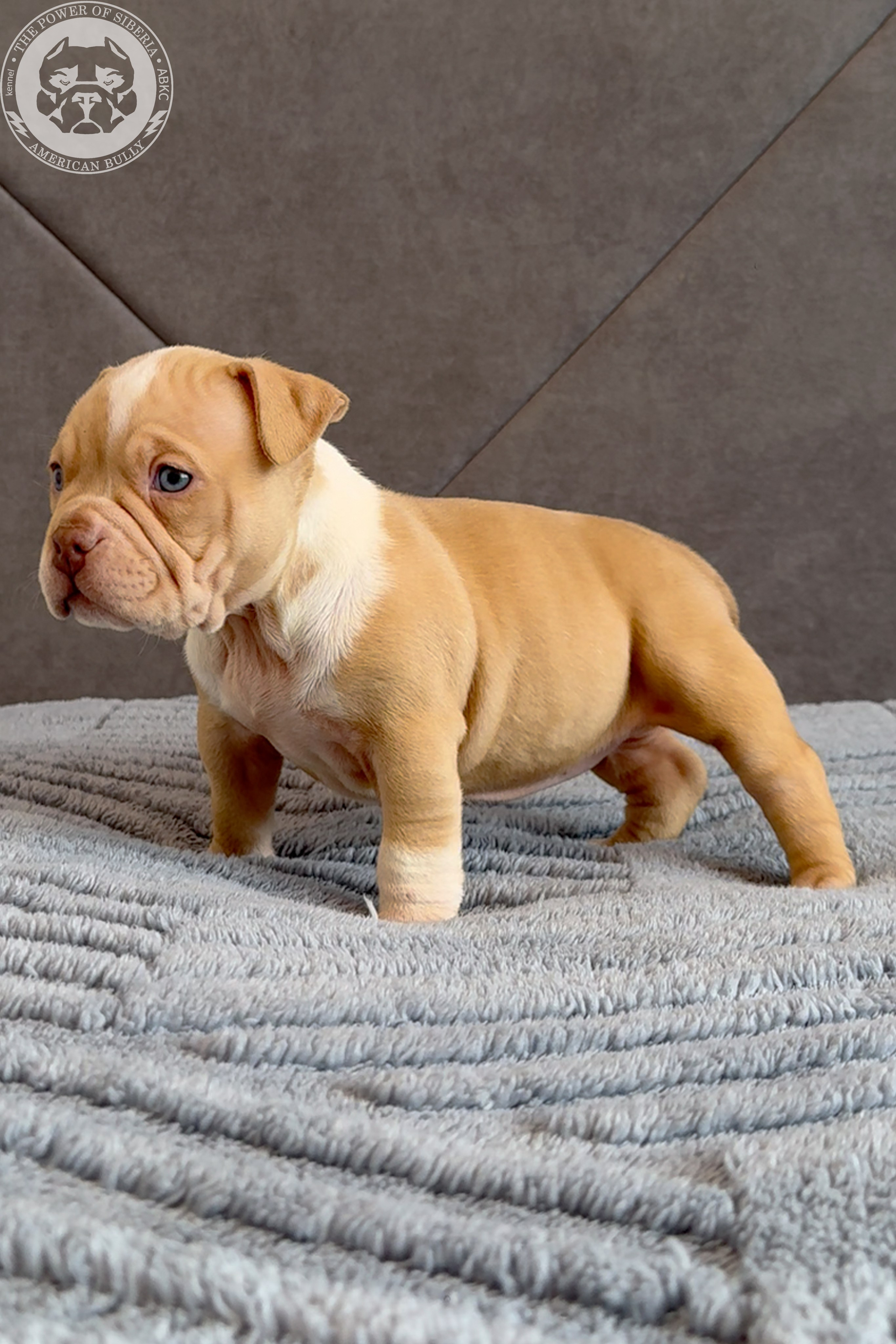 Свободные щенки Американский Булли, в типах покет, классик, стандарт. Американский Булли в г. Ростов-на-Дону. Питомник THE POWER OF SIBERIA