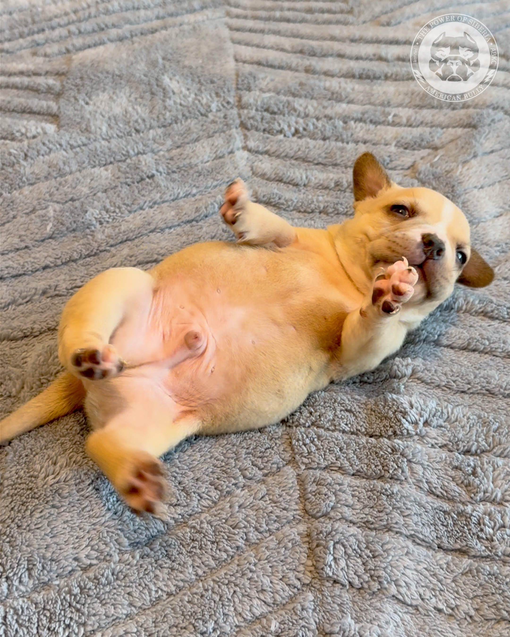 Свободные щенки Американский Булли, в типах покет, классик, стандарт. Американский Булли в г. Ростов-на-Дону. Питомник THE POWER OF SIBERIA