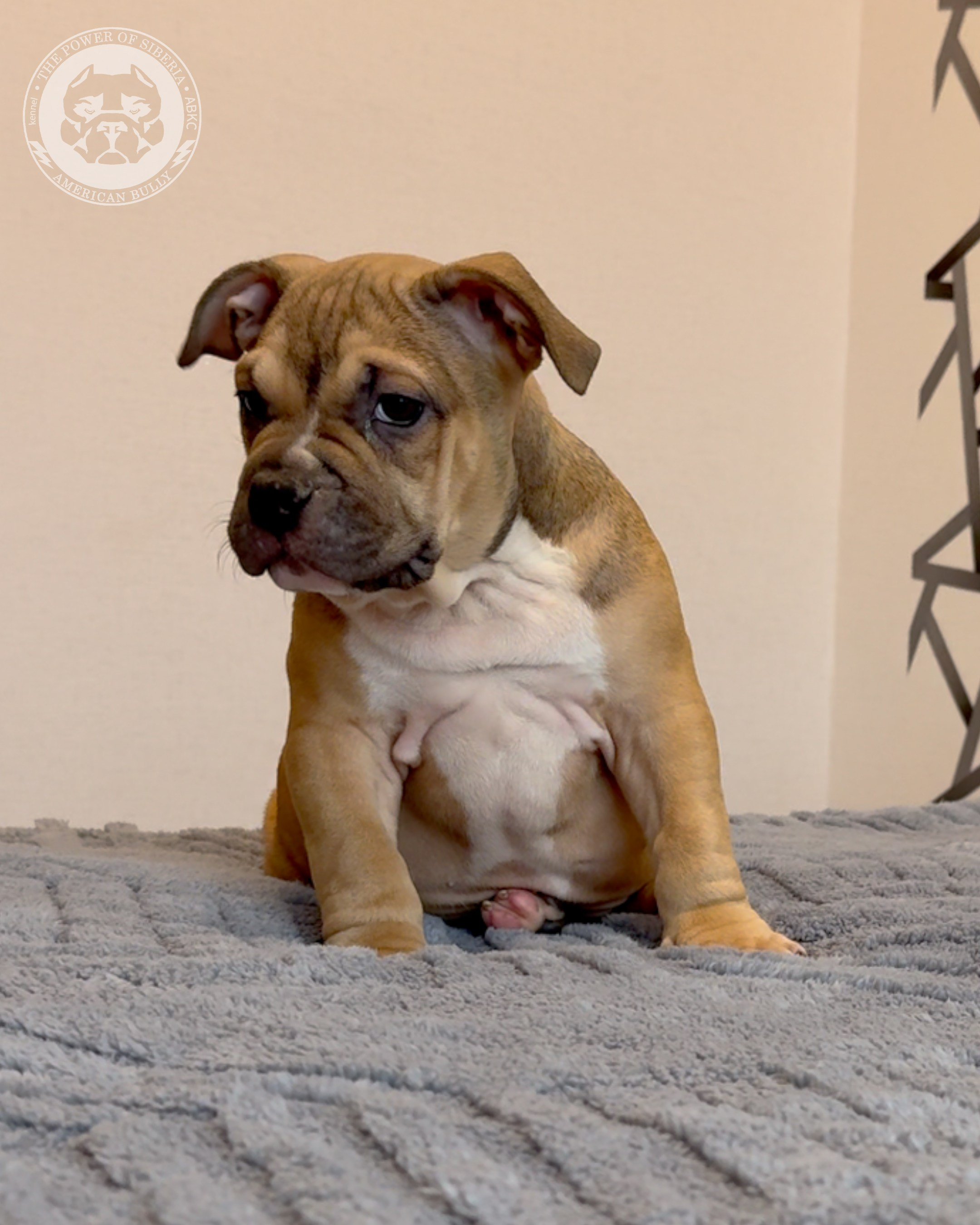 22.11.25 Тагира-Каспер. Американский Булли в г. Ростов-на-Дону. Питомник THE POWER OF SIBERIA