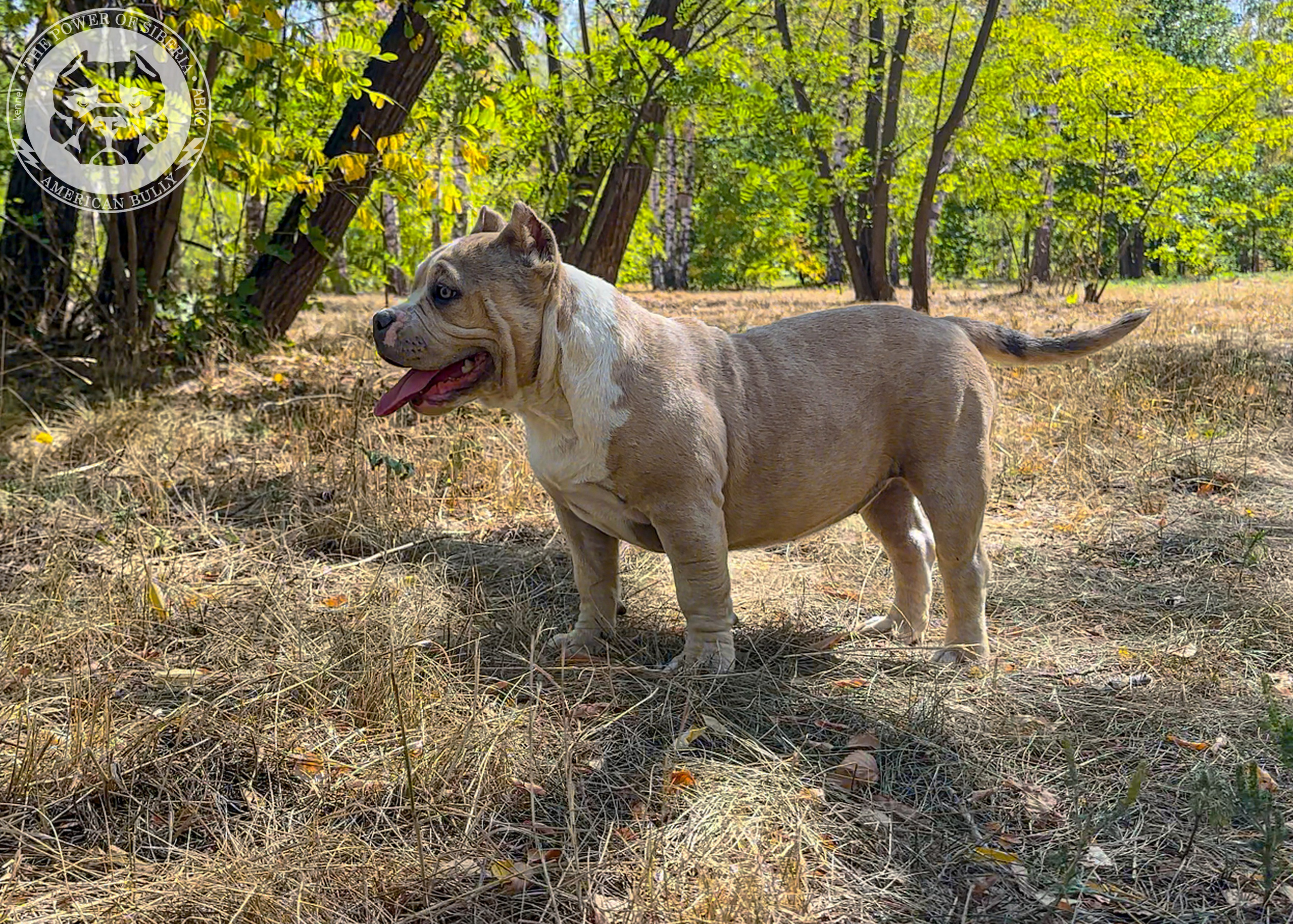 Помет Каспер и Тагира. 21.04.25. Американский Булли в г. Ростов-на-Дону. Питомник THE POWER OF SIBERIA