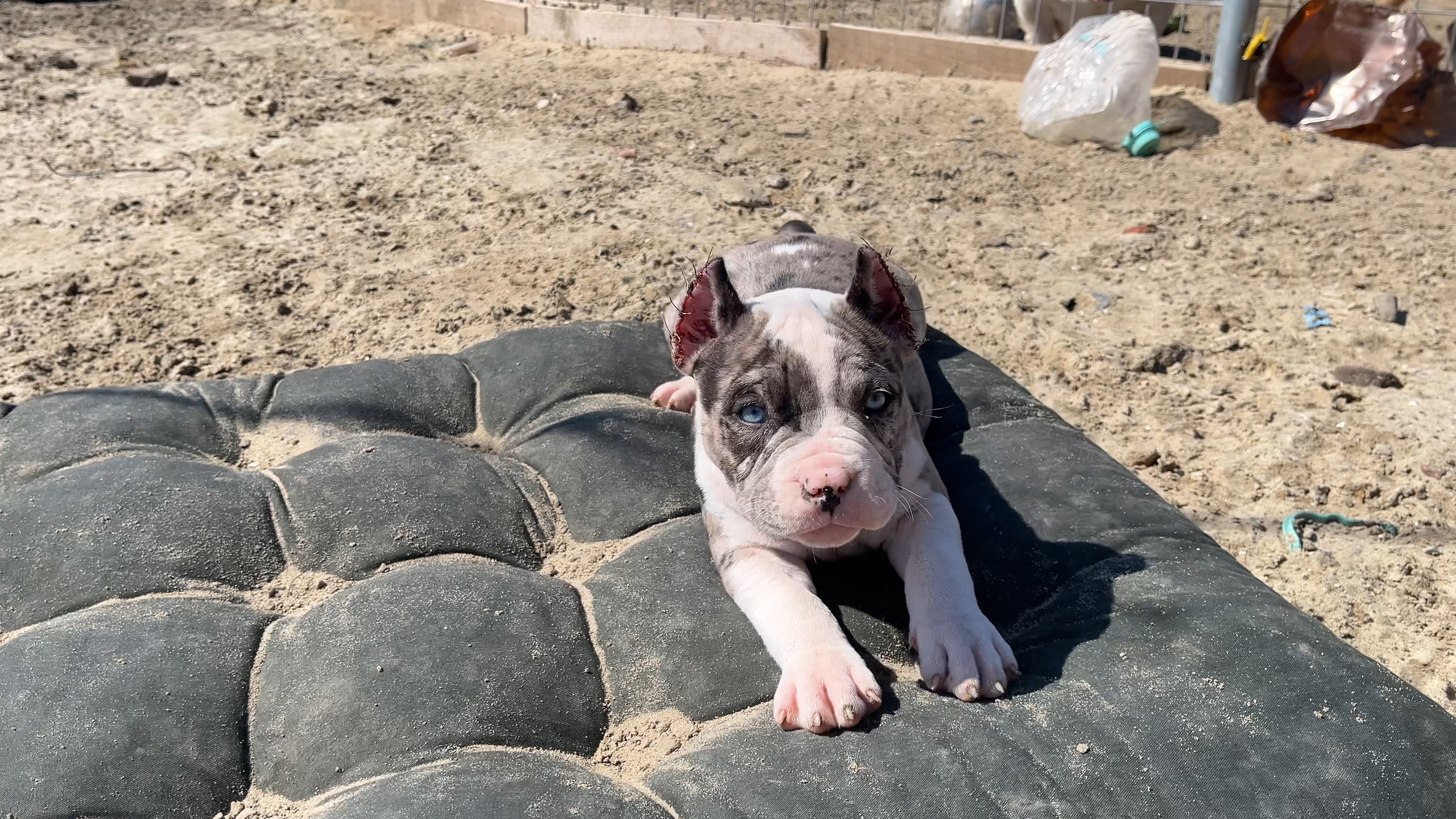 Фотографии Керри Американского булли Классик в возрасте 4 мес. Американский Булли в г. Ростов-на-Дону. Питомник THE POWER OF SIBERIA