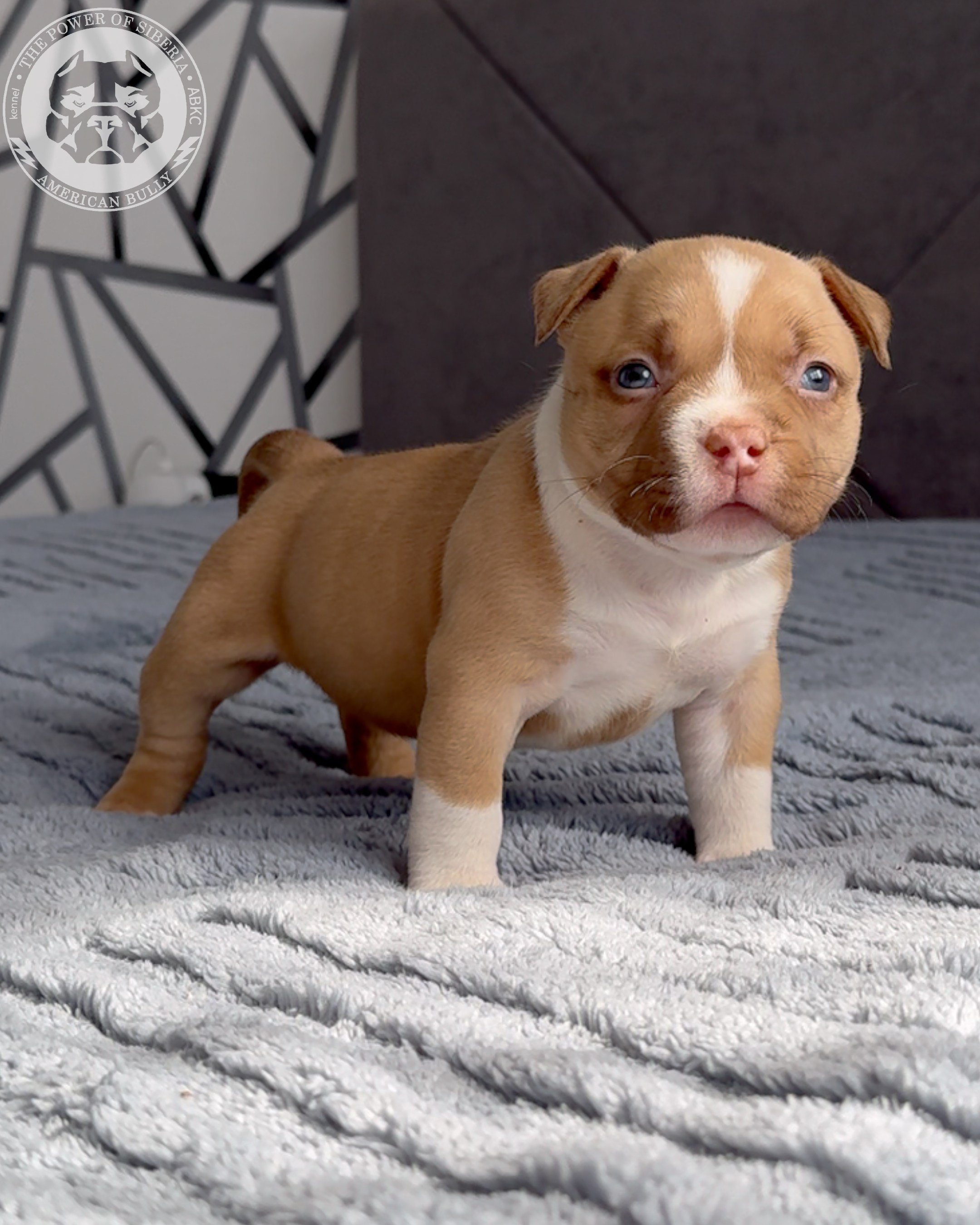 Свободные щенки Американский Булли, в типах покет, классик, стандарт. Американский Булли в г. Ростов-на-Дону. Питомник THE POWER OF SIBERIA