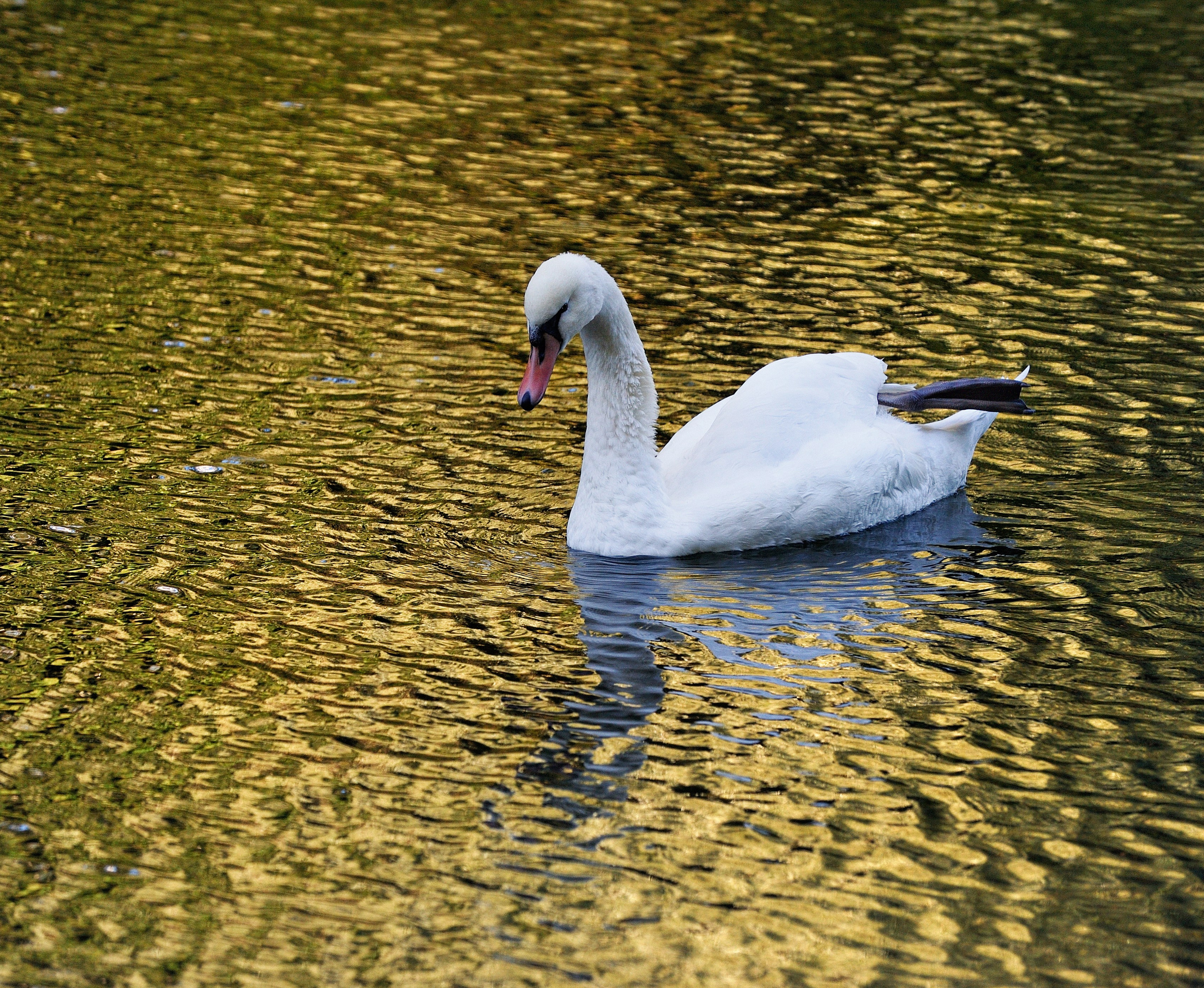 Осень. Пейзажный и предметный фотограф в Санкт-Петербурге Александр Богданов
