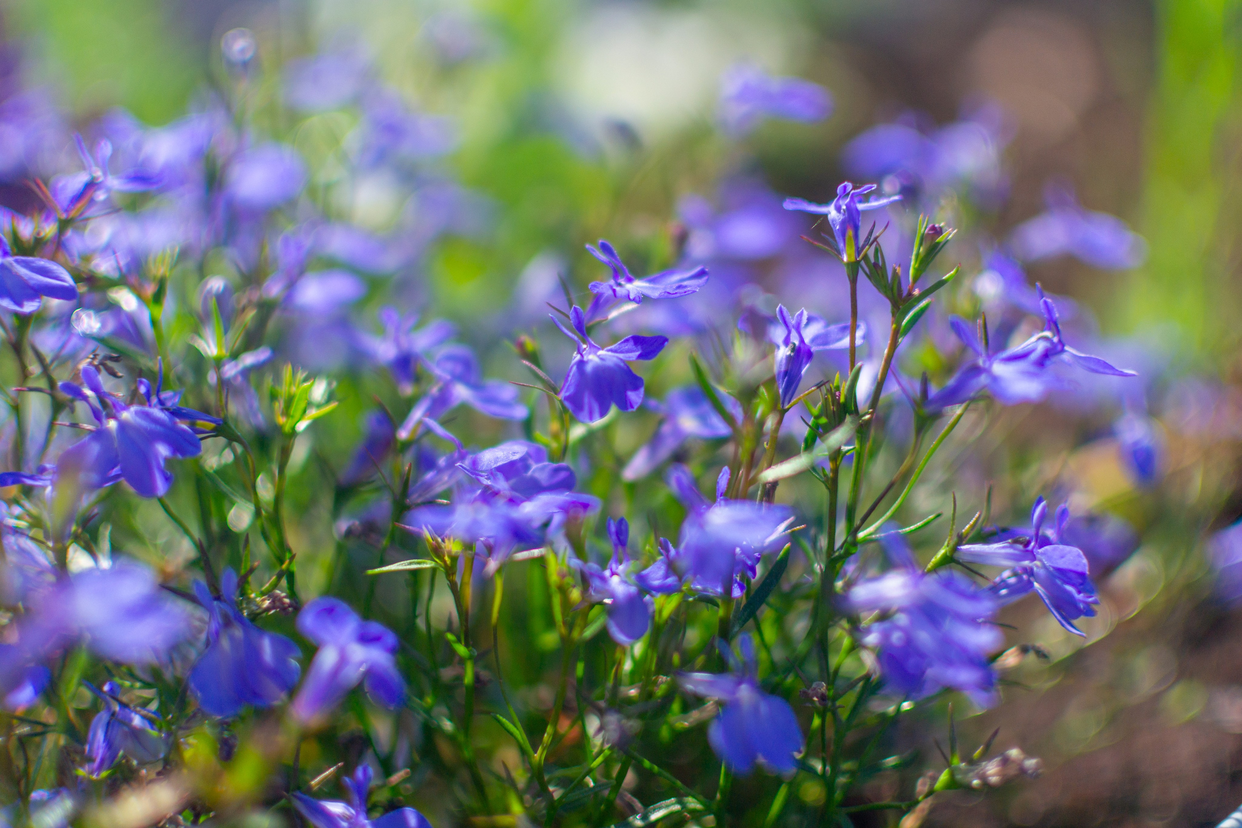 Тульская областная онкологическая больница (лето-цветы, NIKON D3100 35 мм F1,8)). Фотограф в Туле Крупский АнДРей. Фотостудия «КАДР71» в Туле