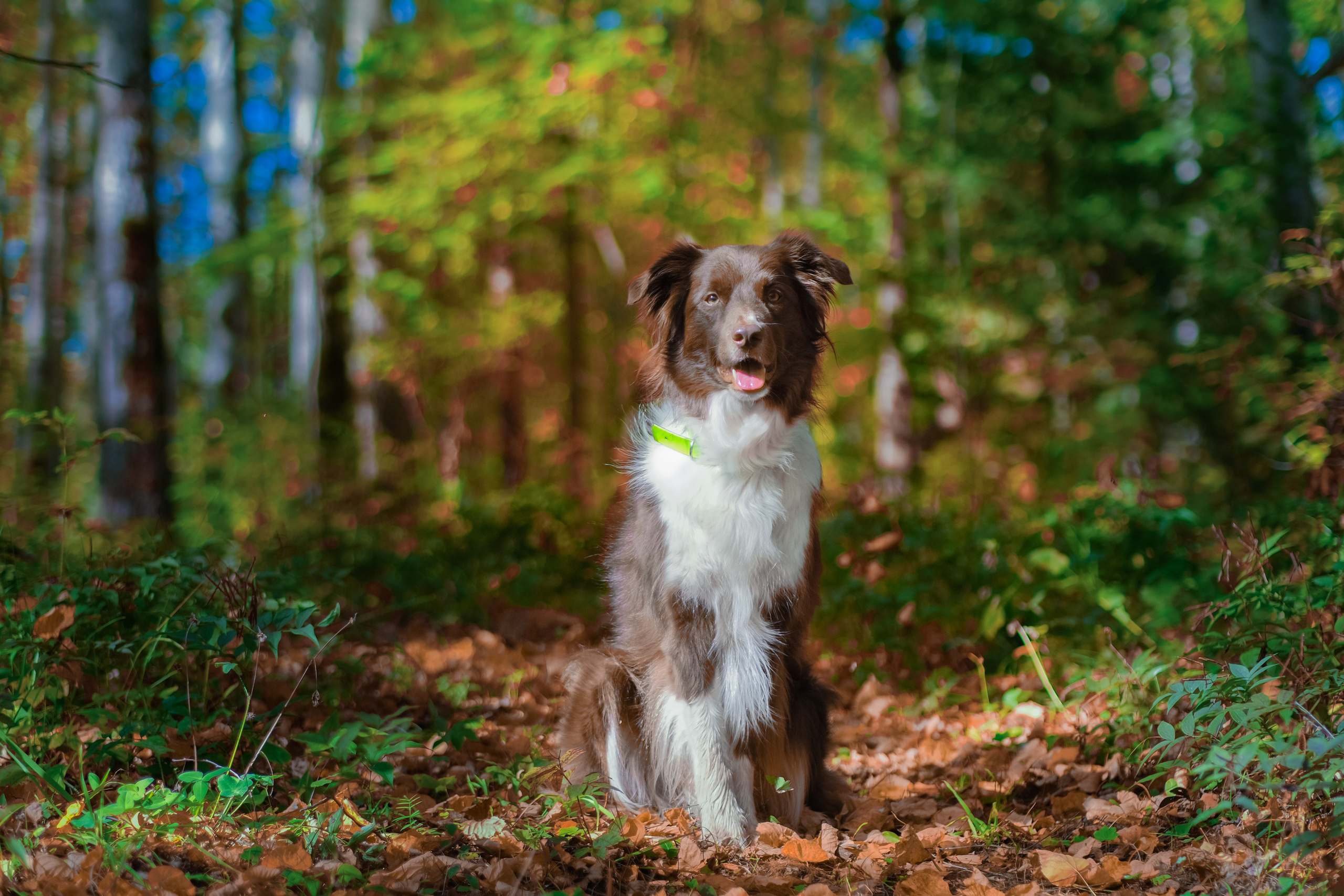 Съемка животных, собак, щенков, фото помета, портрет питомцев. Портретный и семейный фотограф в Перми Лена Лоза. Портрет для бизнеса