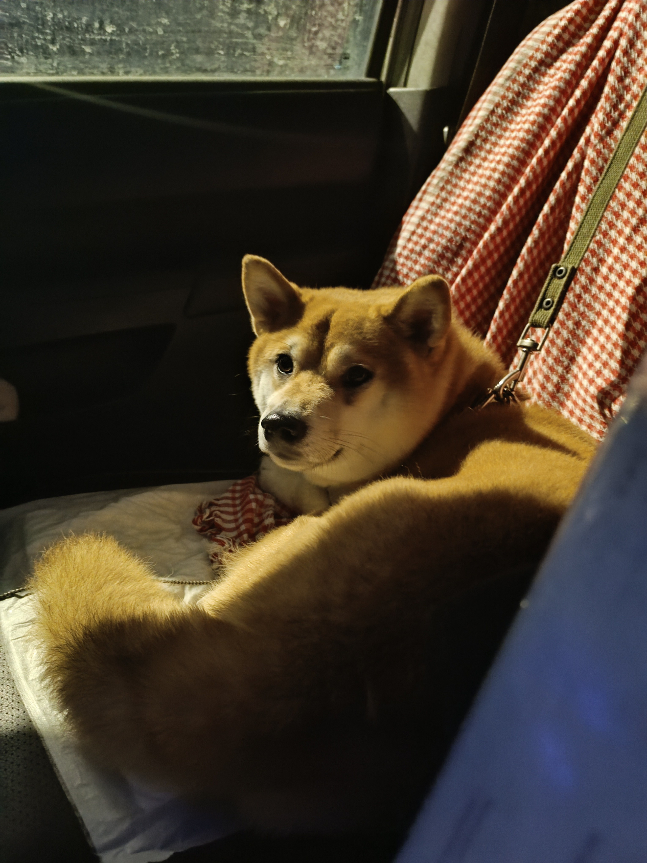 Вегас * ASTRAVEGAS SHAKTIMAN. AMERICAN AKITA RUBYLIGHT KENNEL I SHIBA-INU