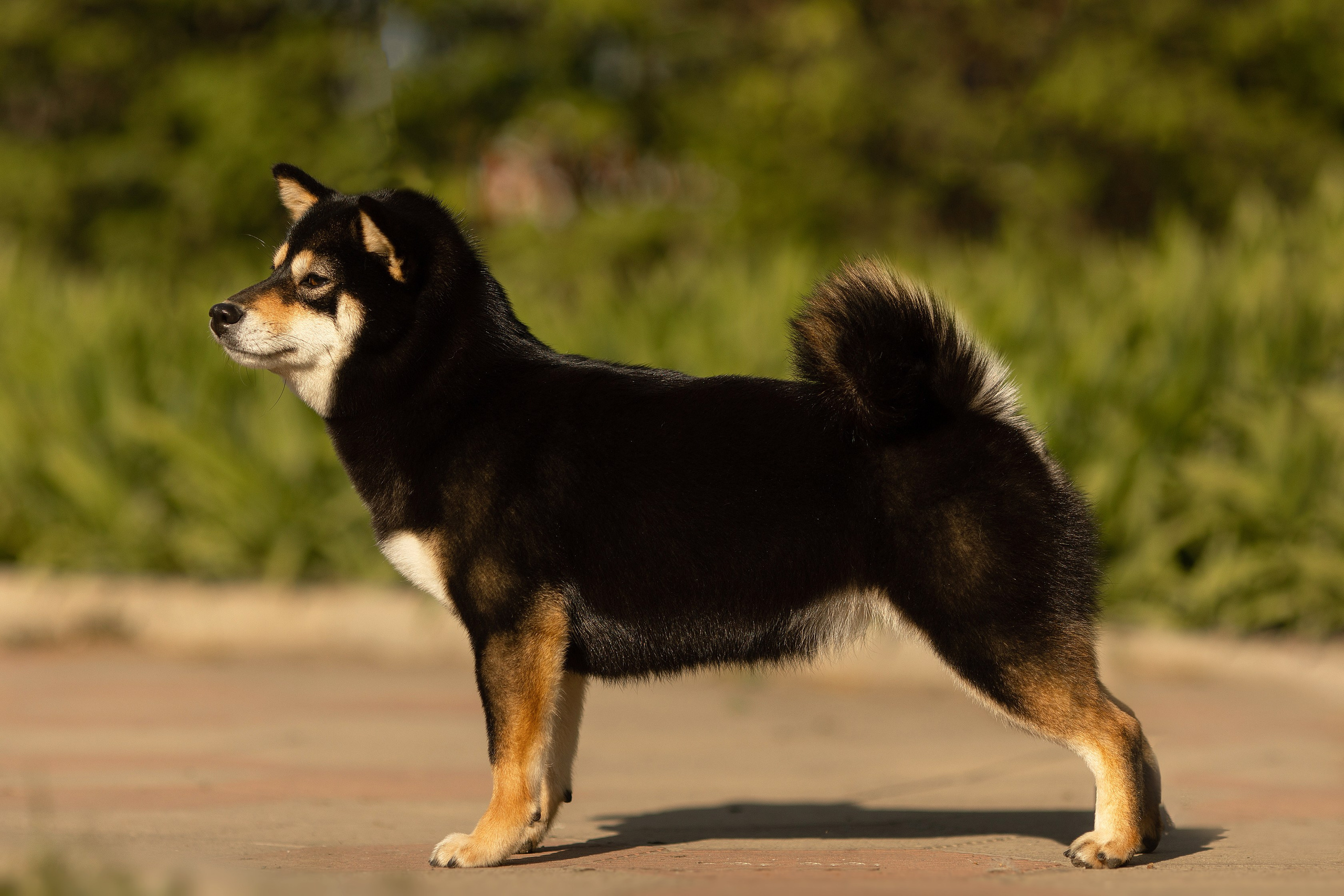 Собаки. Конный фотограф Валынкина Лера