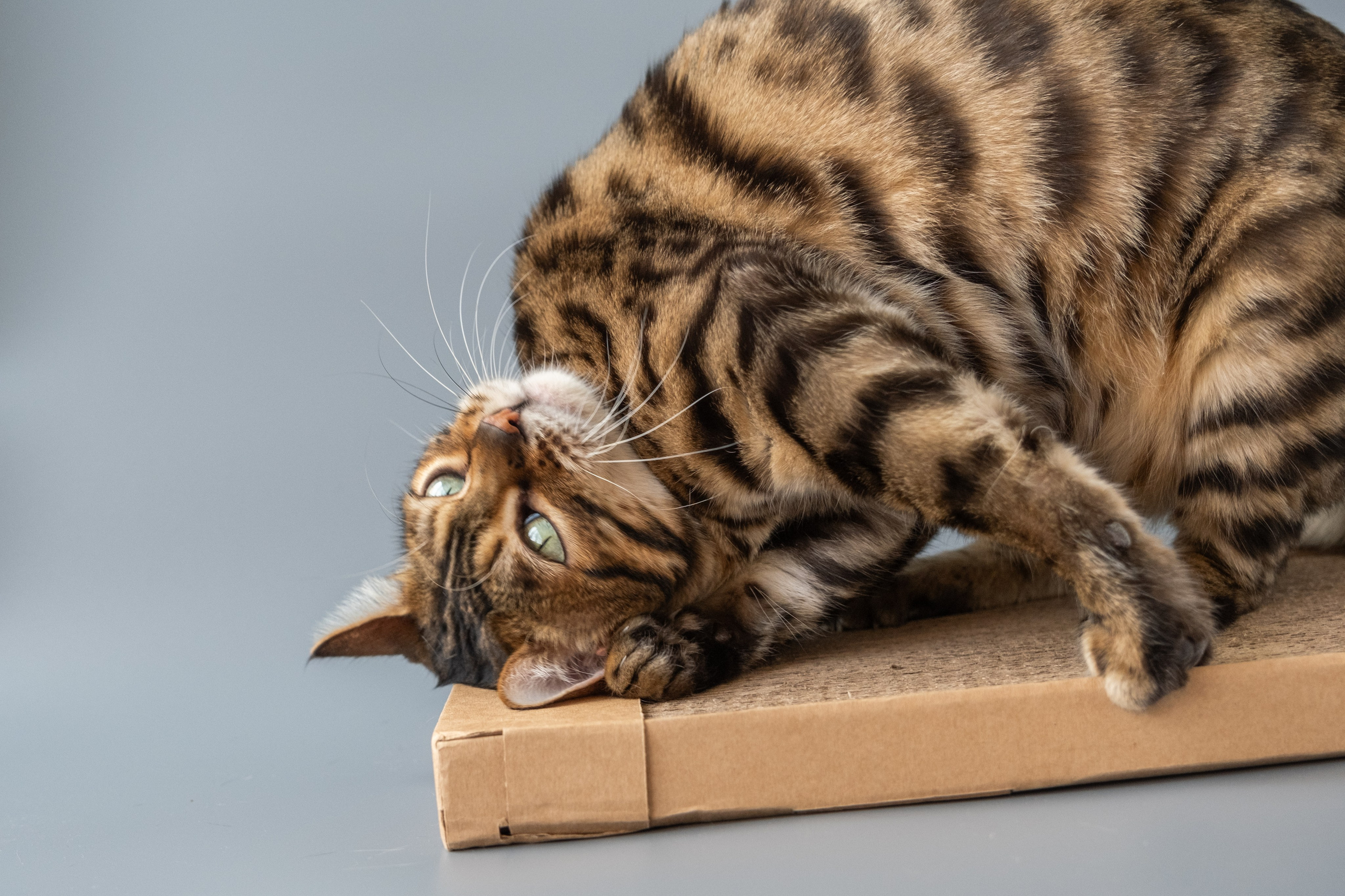 Когтеточки из картона. Зоофотограф, фотограф животных в Москве и области Дина Дамоцева