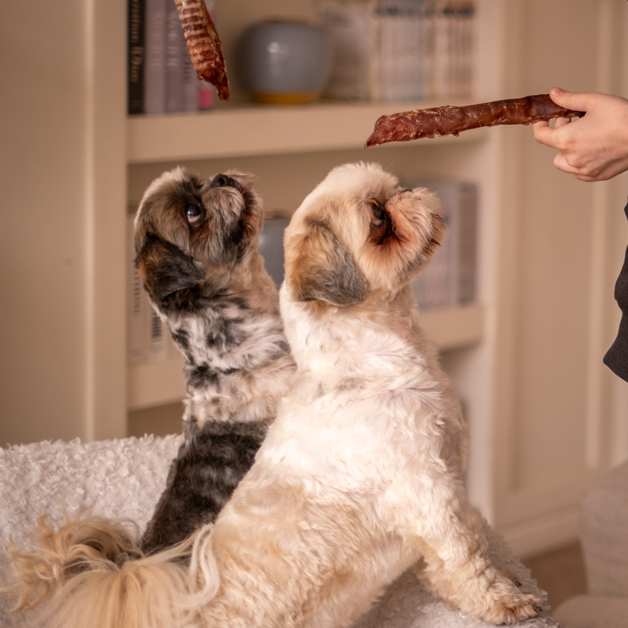 Съёмка для рекламной кампании лакомств для собак (для Григория)!. Зоофотограф, фотограф животных в Москве и области Дина Дамоцева