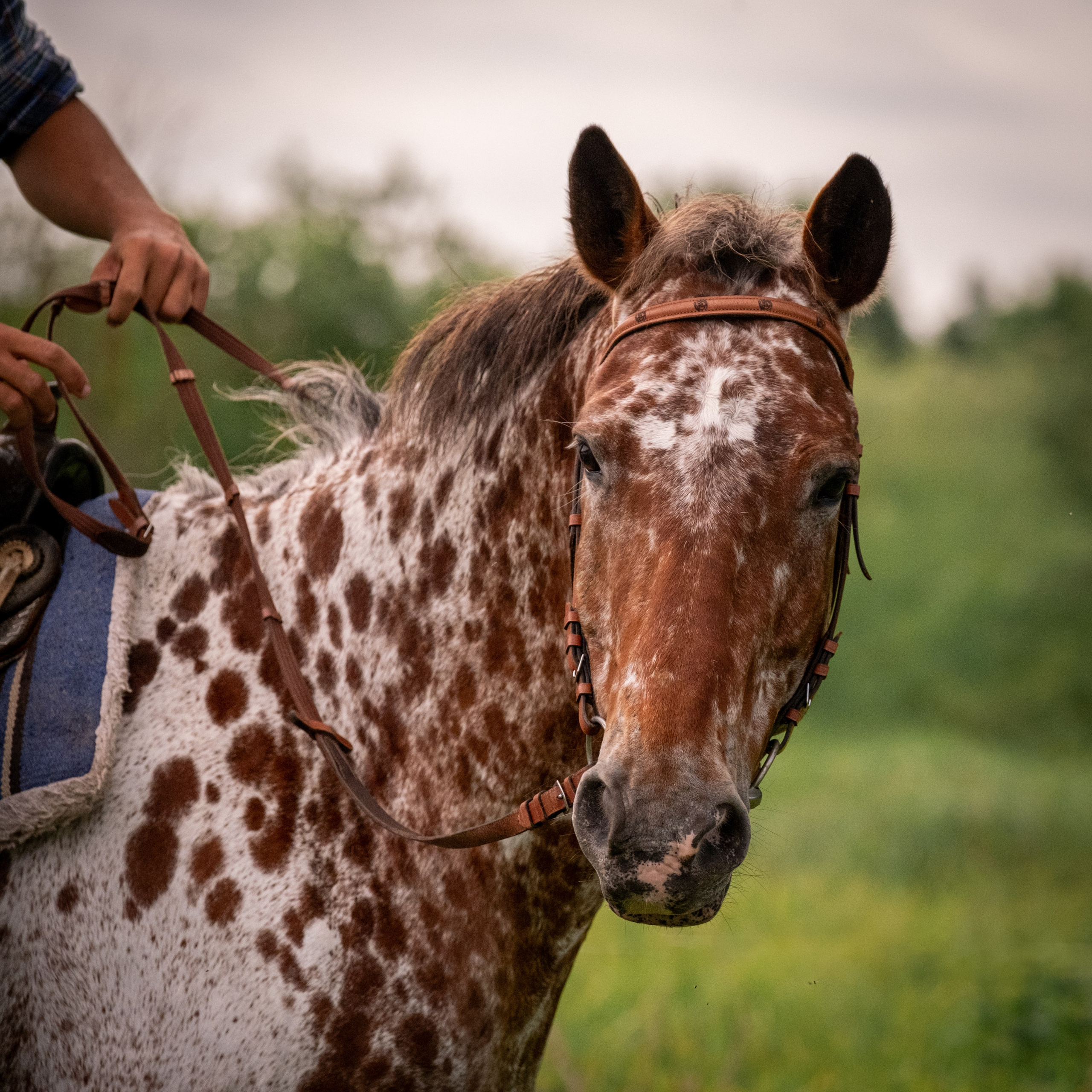 Аванпост, конное ранчо. Зоофотограф, фотограф животных в Москве и области Дина Дамоцева