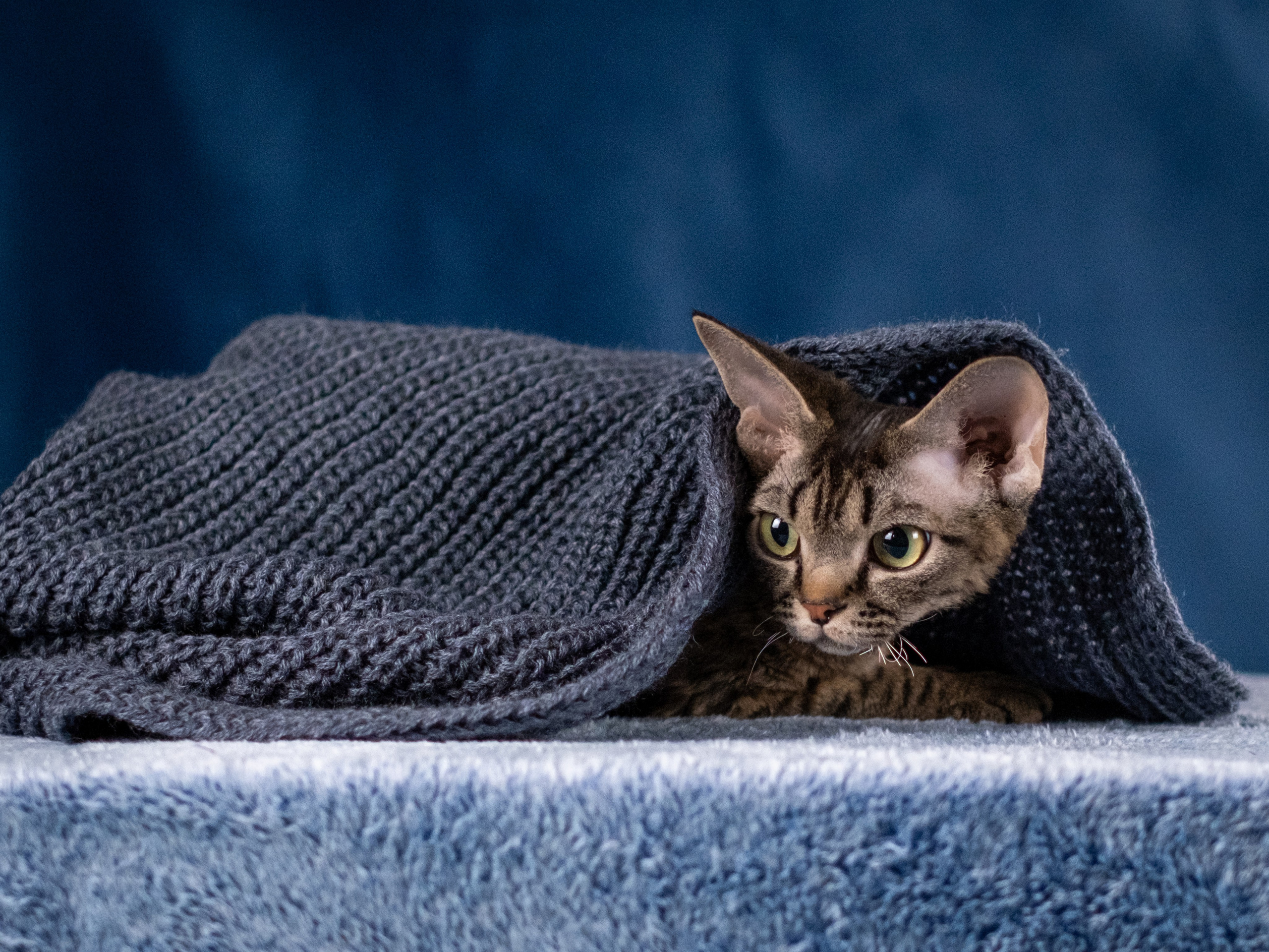 Зоофотограф, фотограф животных в Москве и области Дина Дамоцева